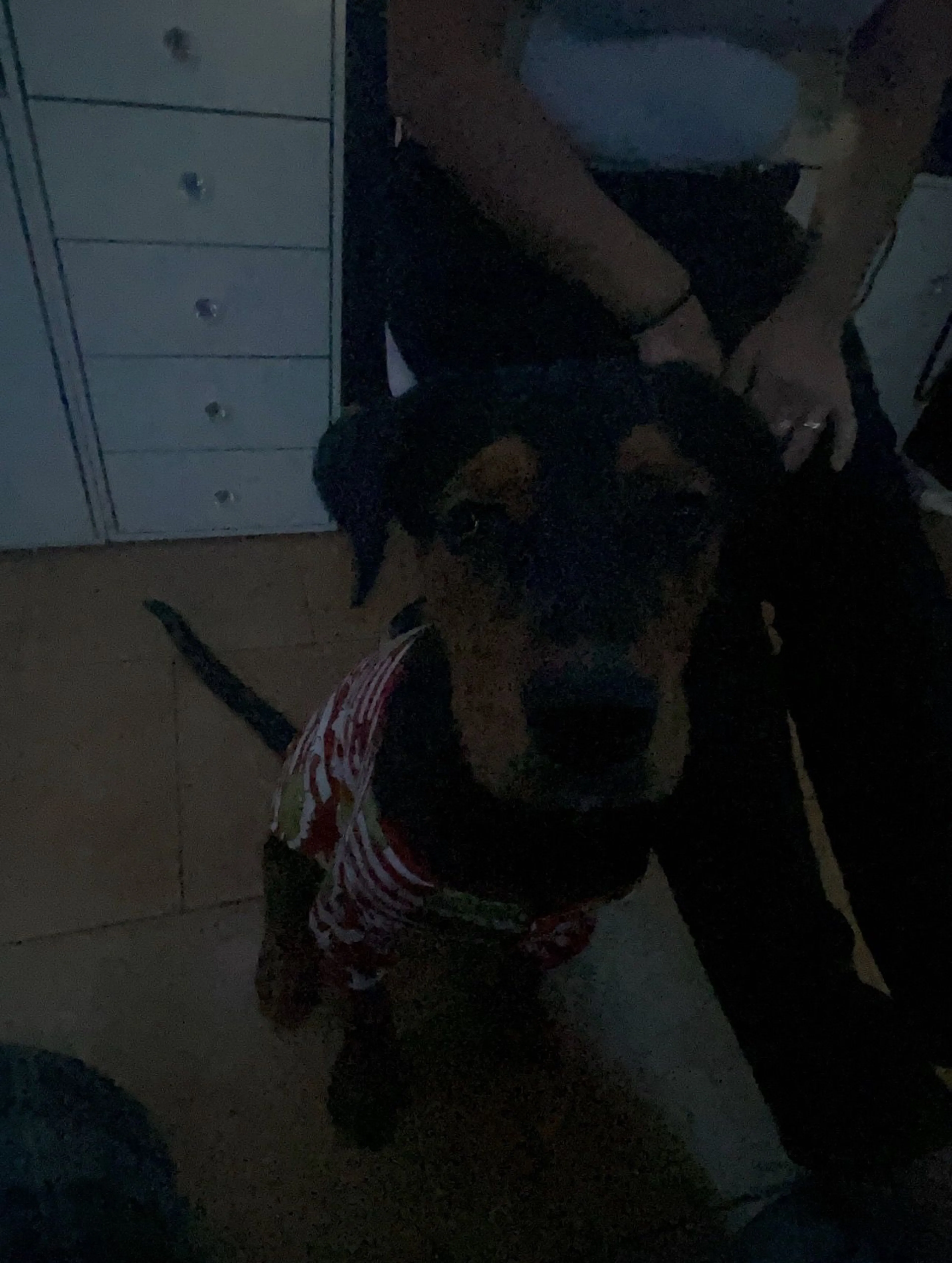 Lost pet-0