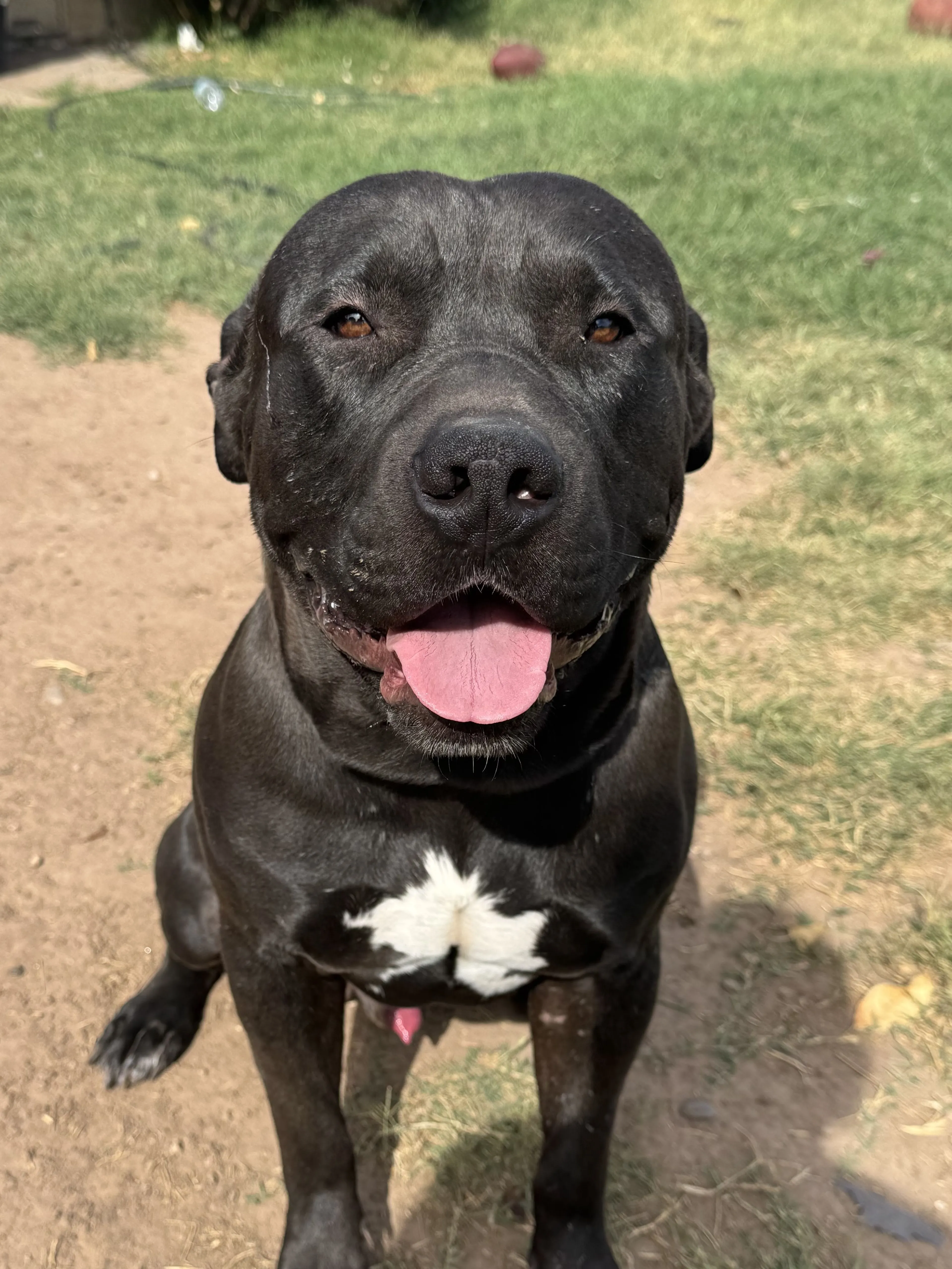 Lost pet-1