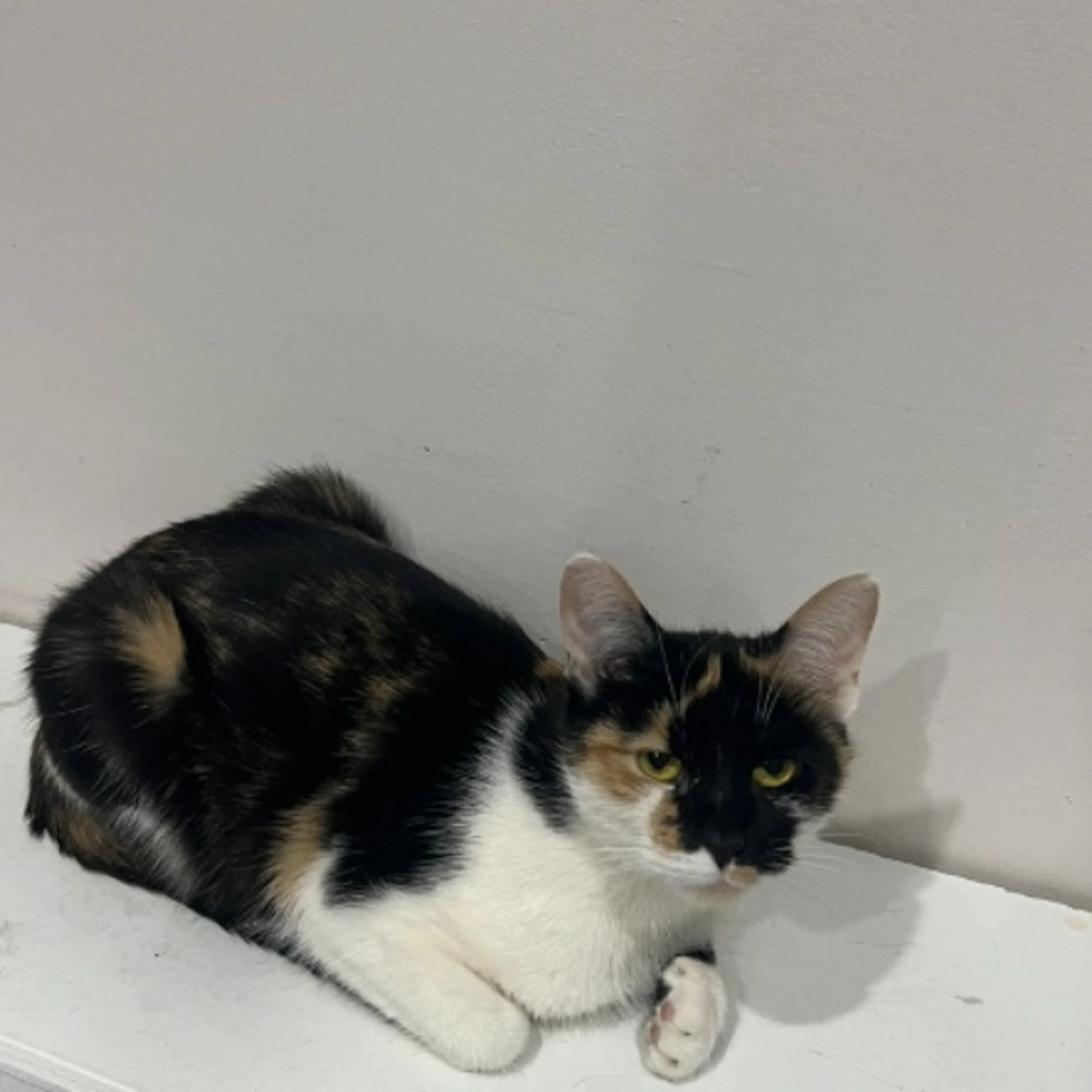 Lost pet-0