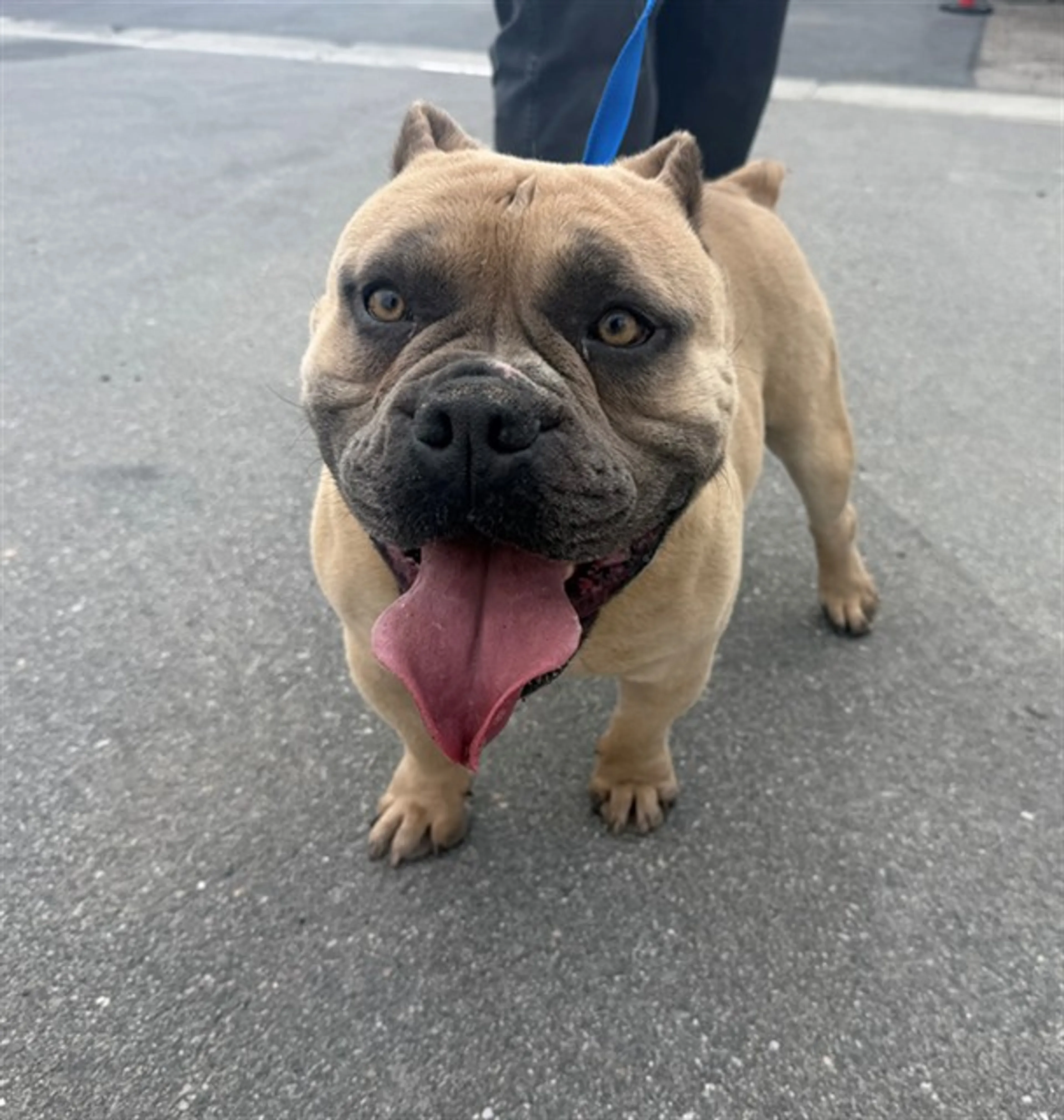 Found pet