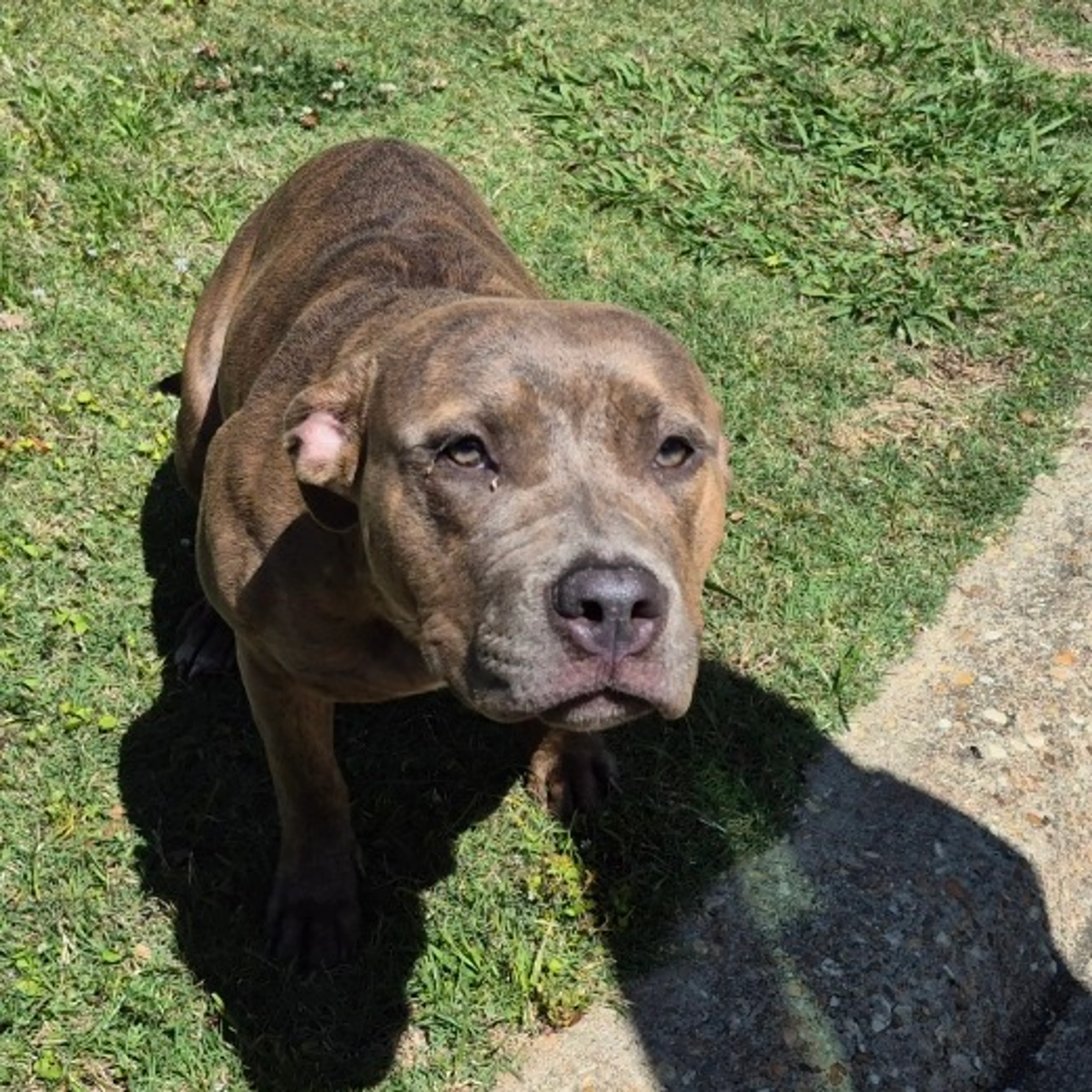 Found pet-1