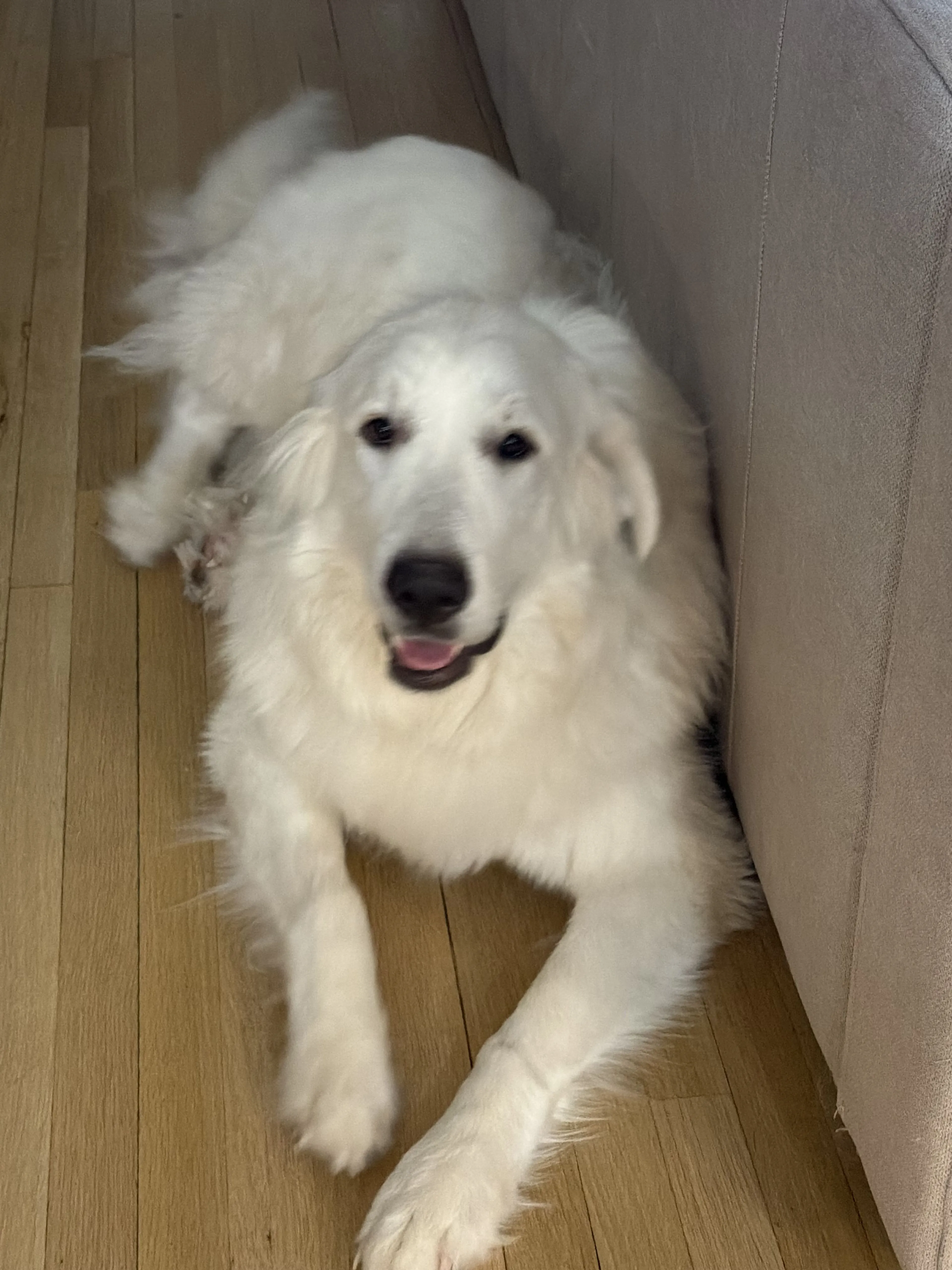 Lost pet