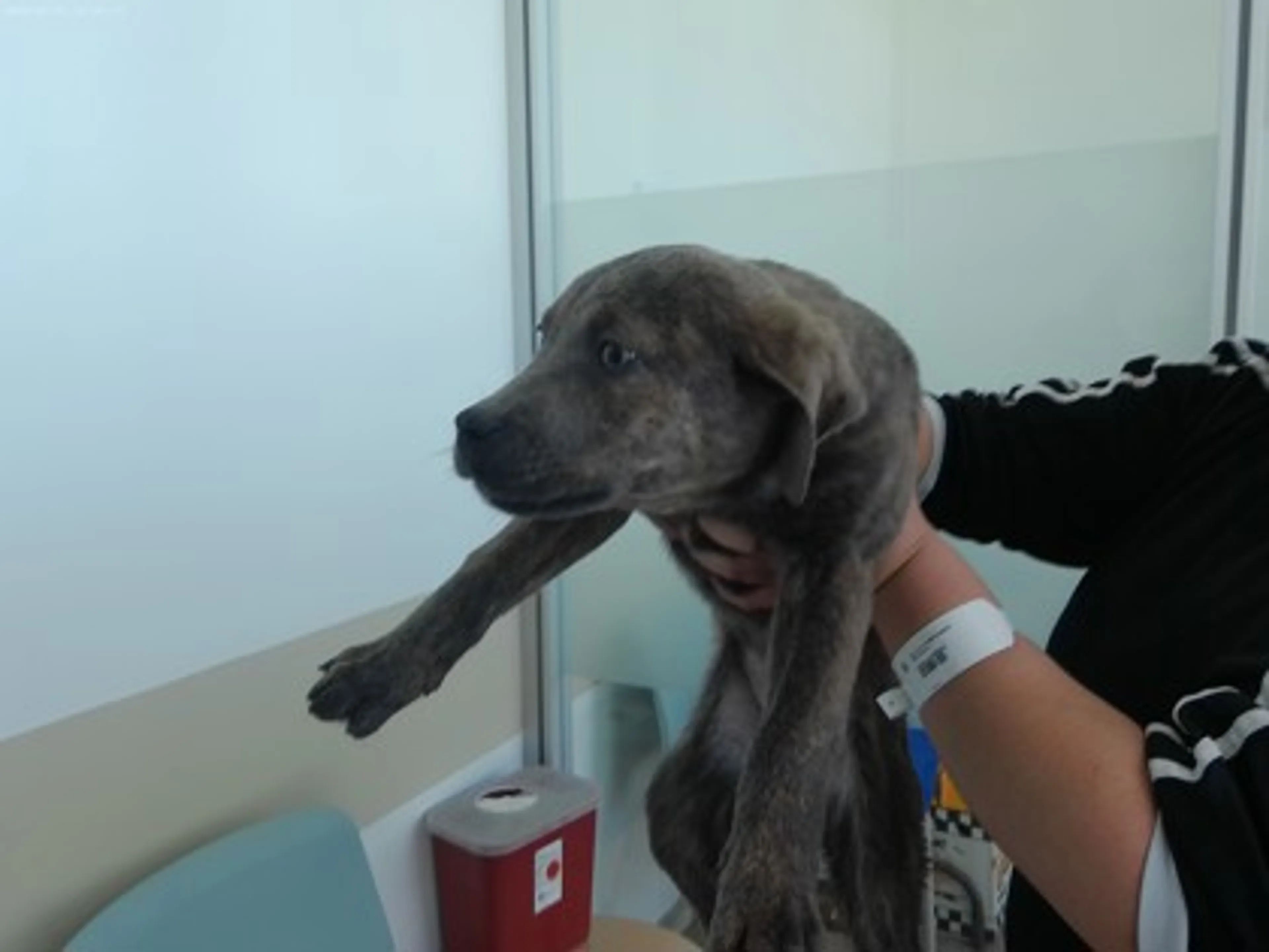 Found pet-1