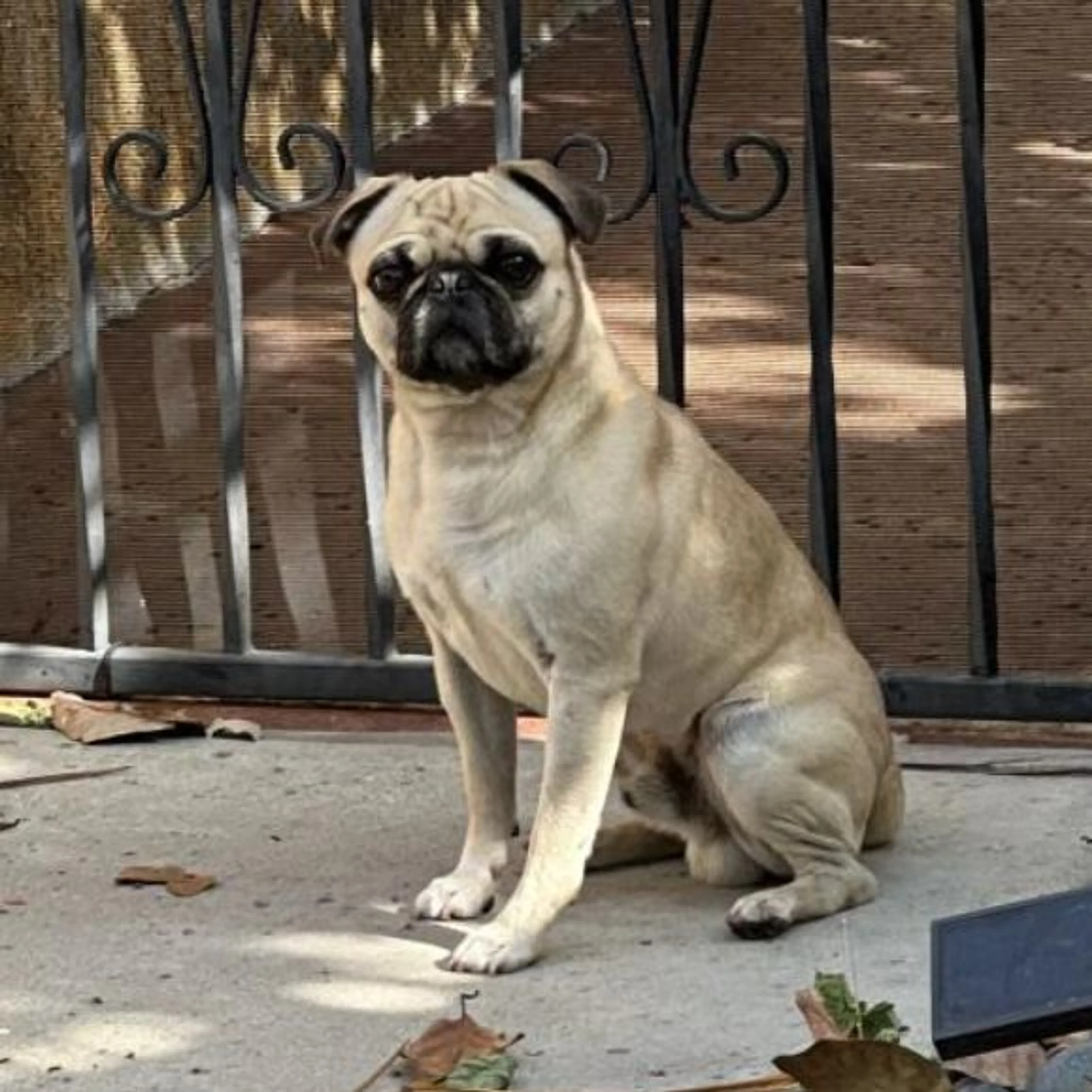 Found pet