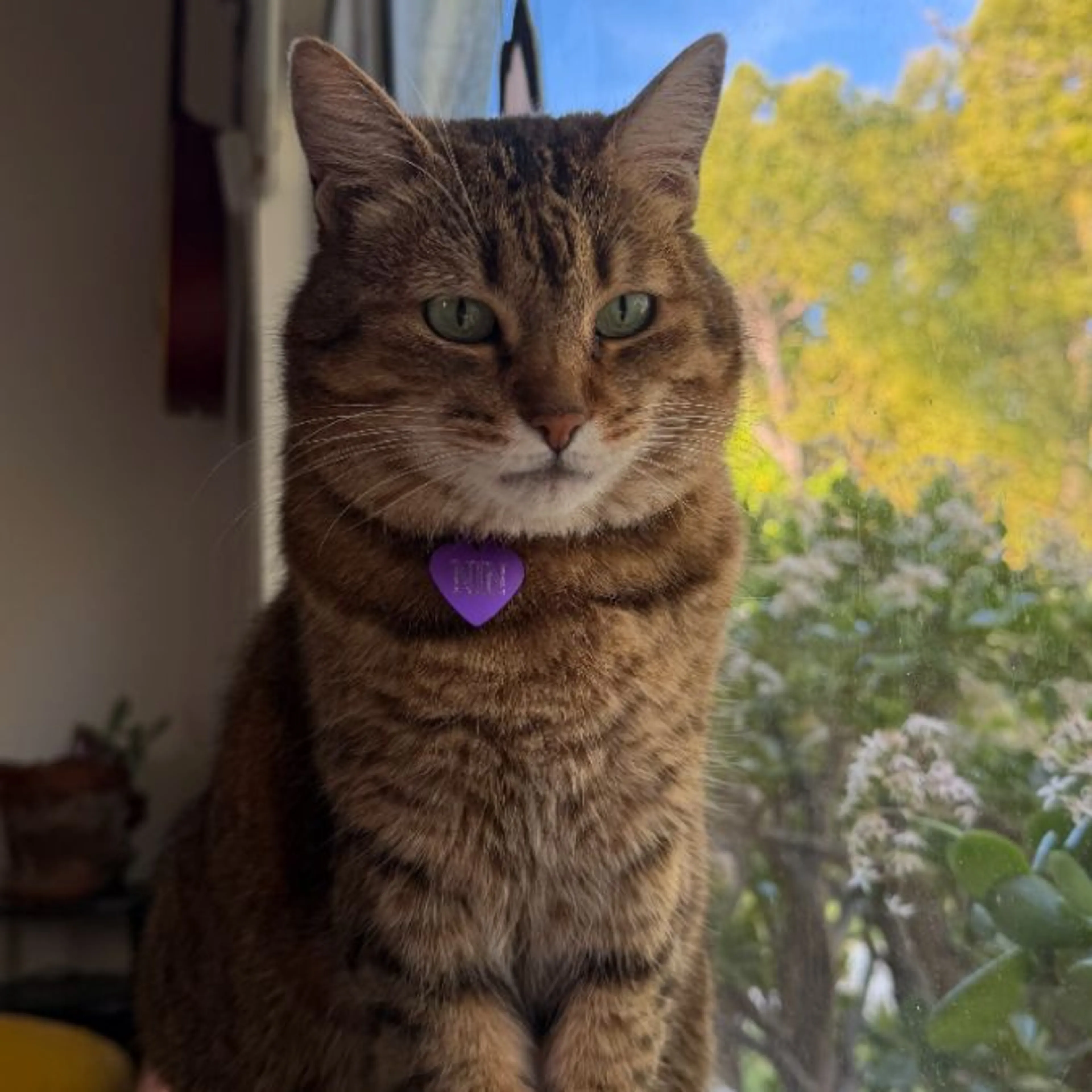Lost pet