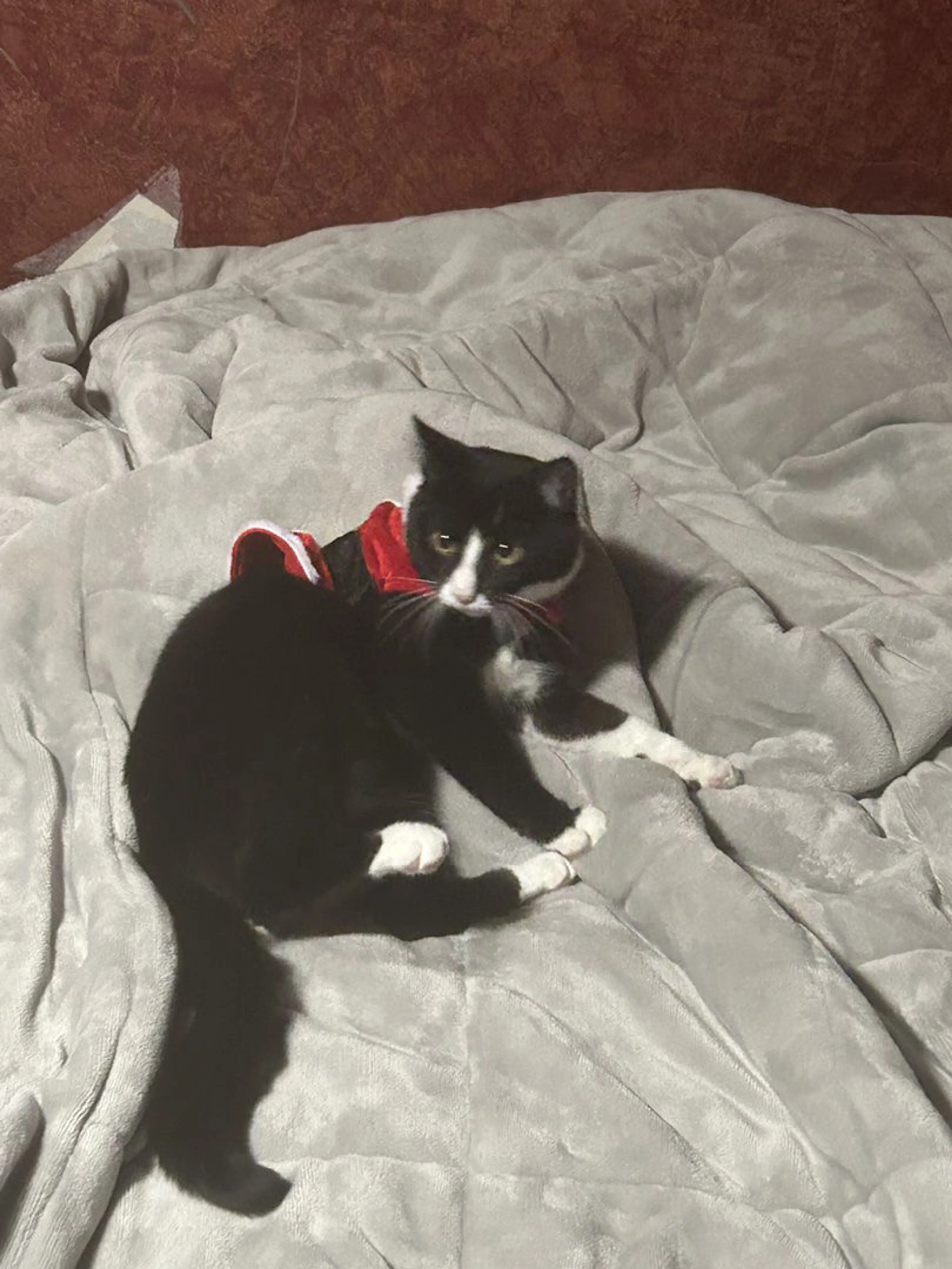 Lost pet-0