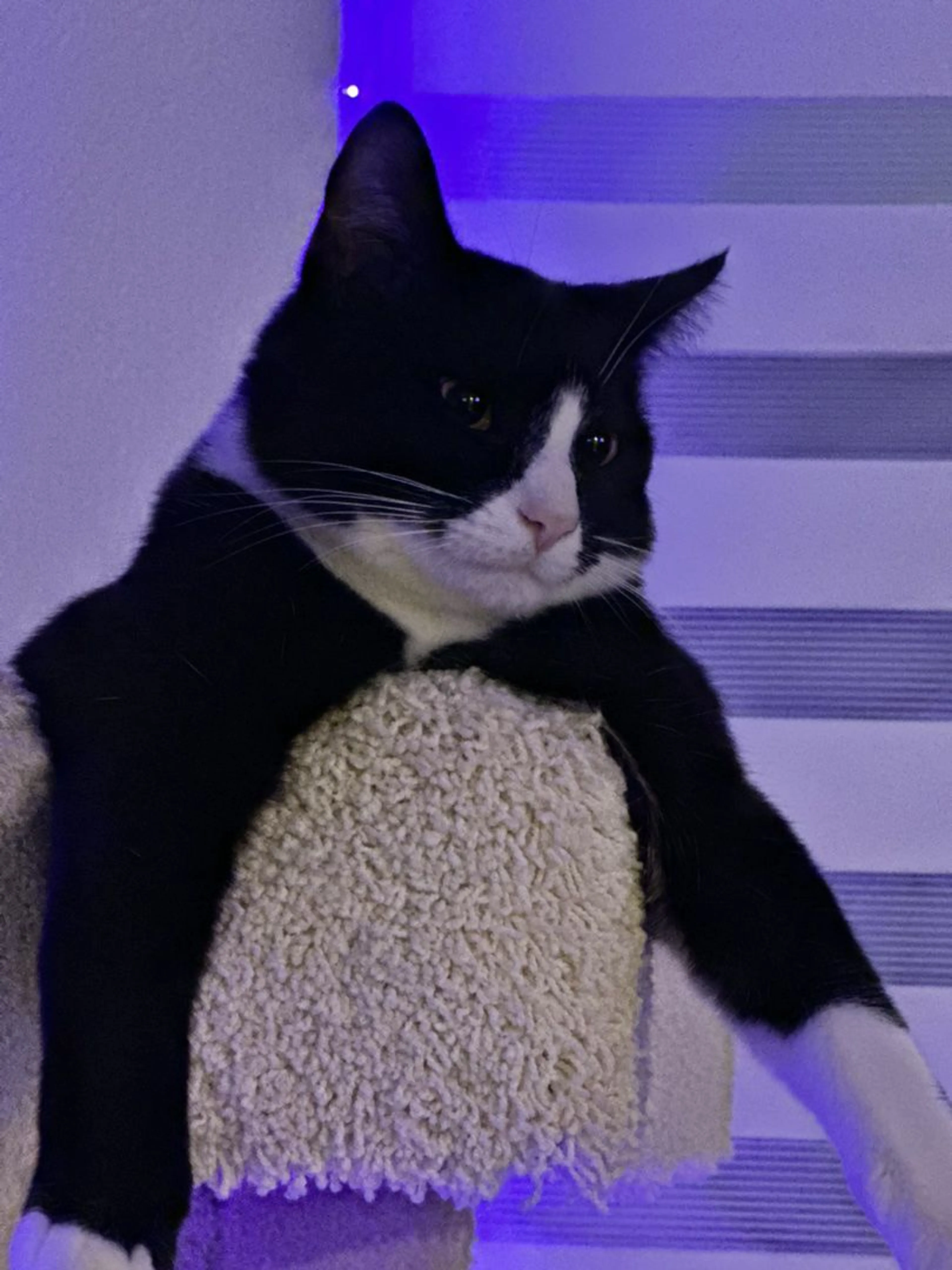 Lost pet-1