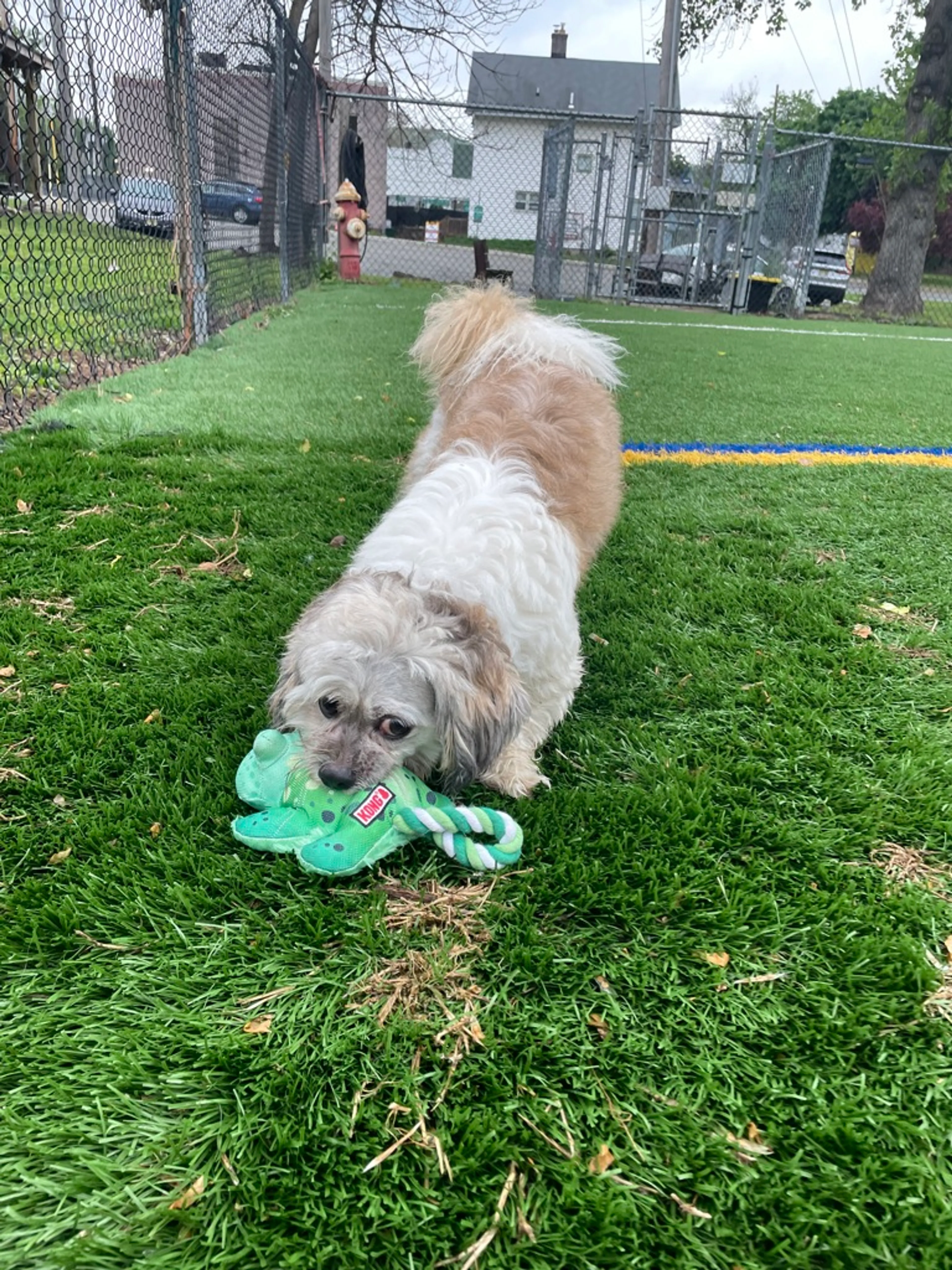 Found pet-3