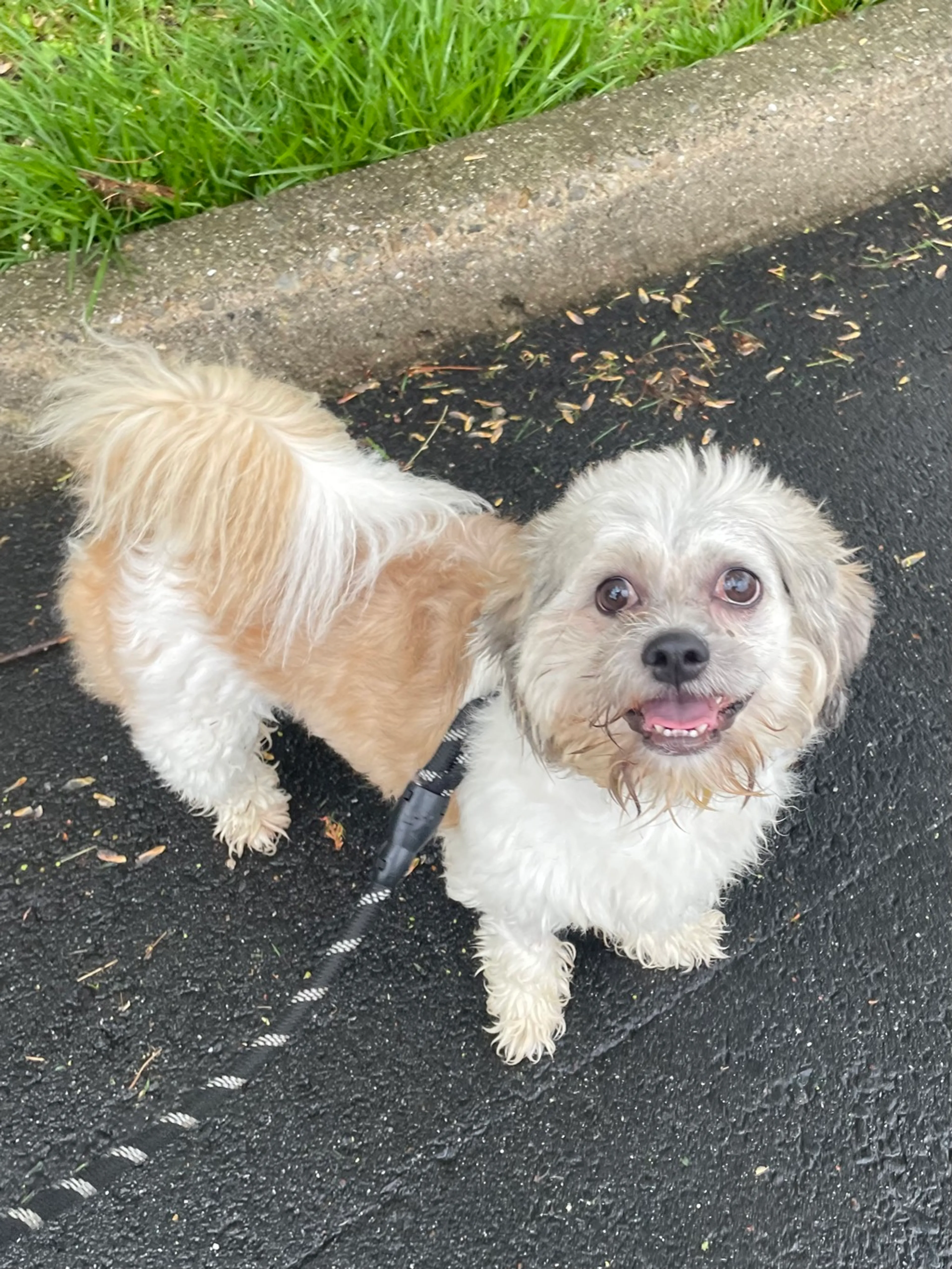 Found pet-4
