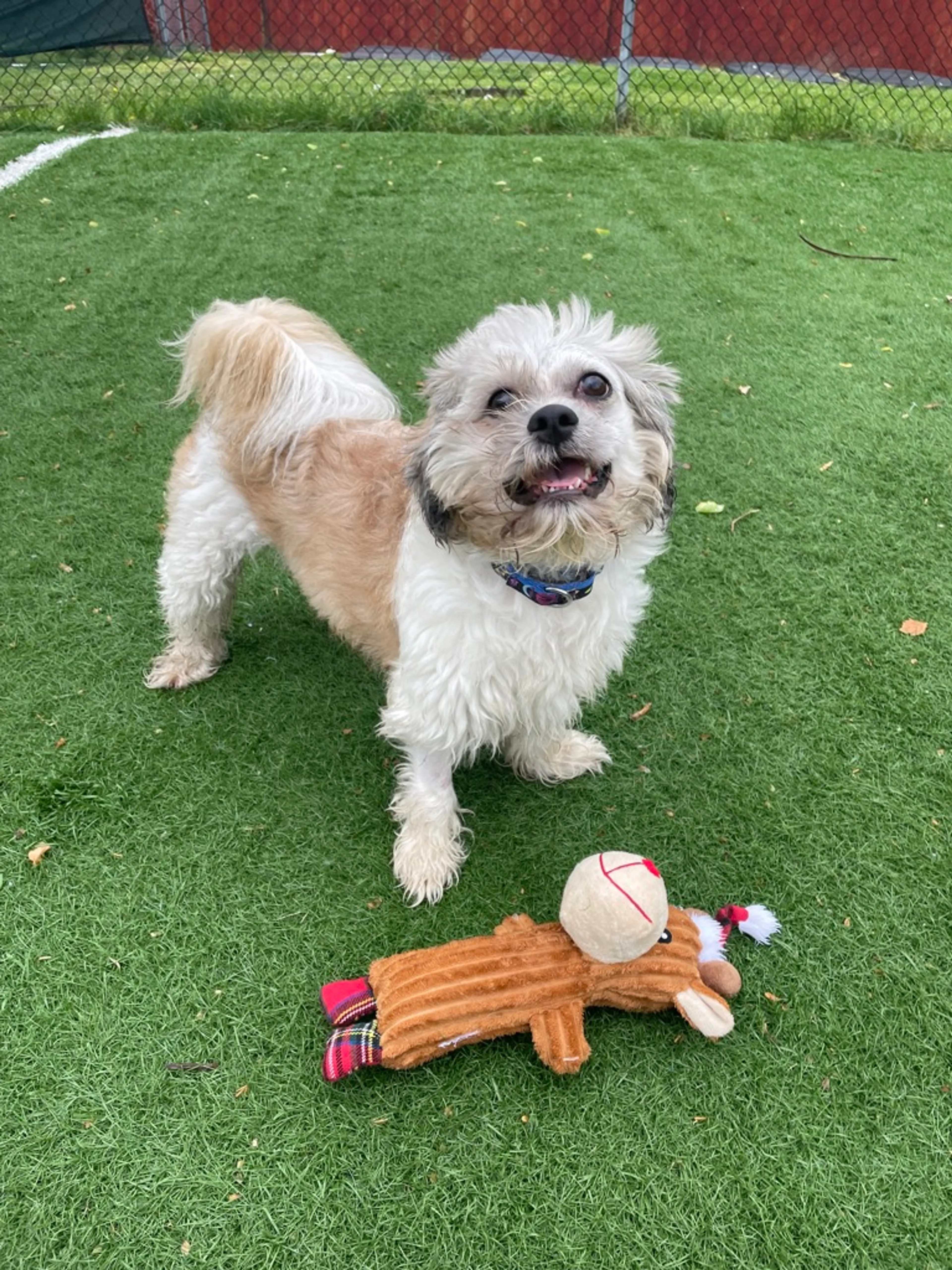 Found pet-1
