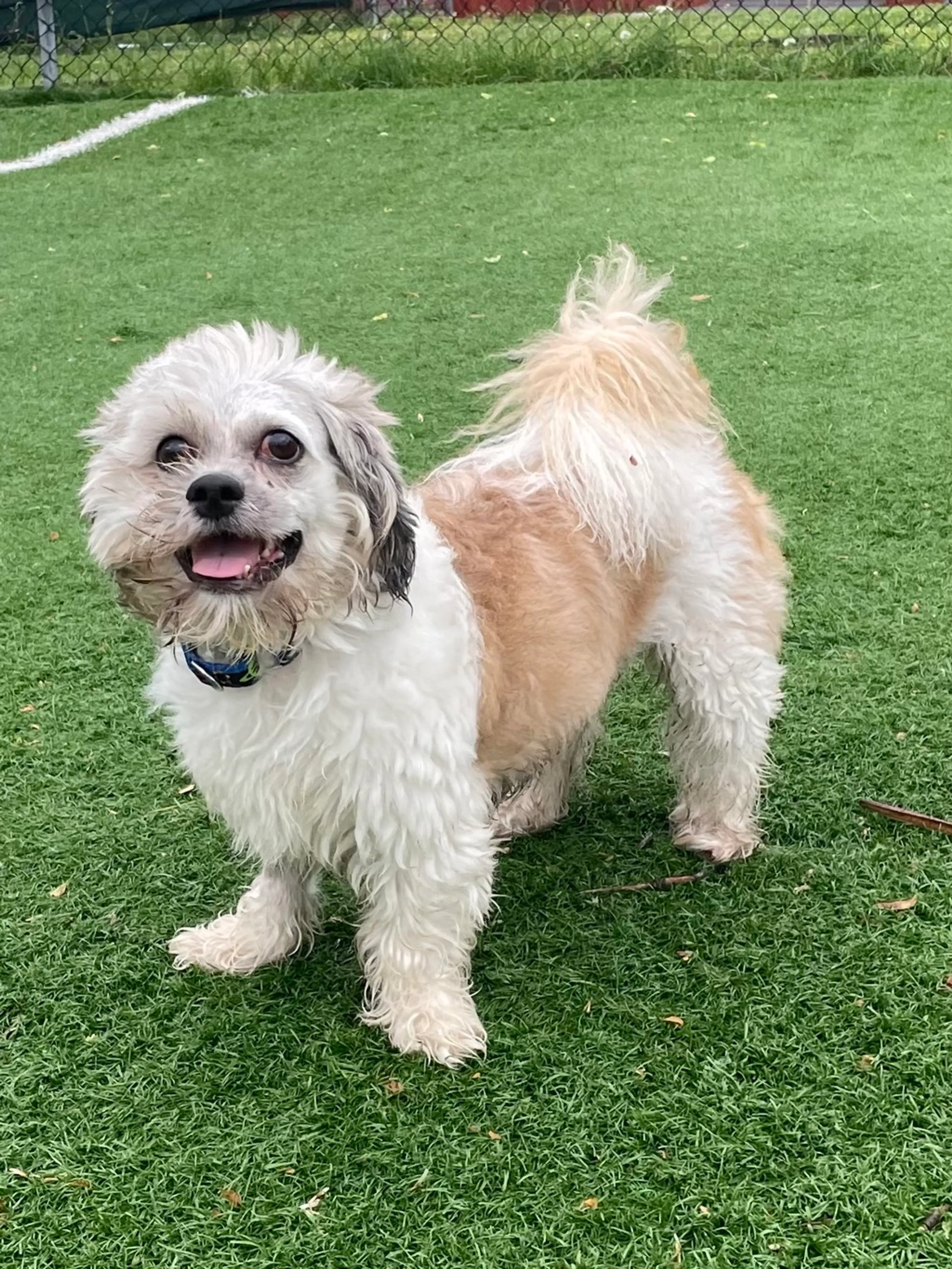 Found pet-2