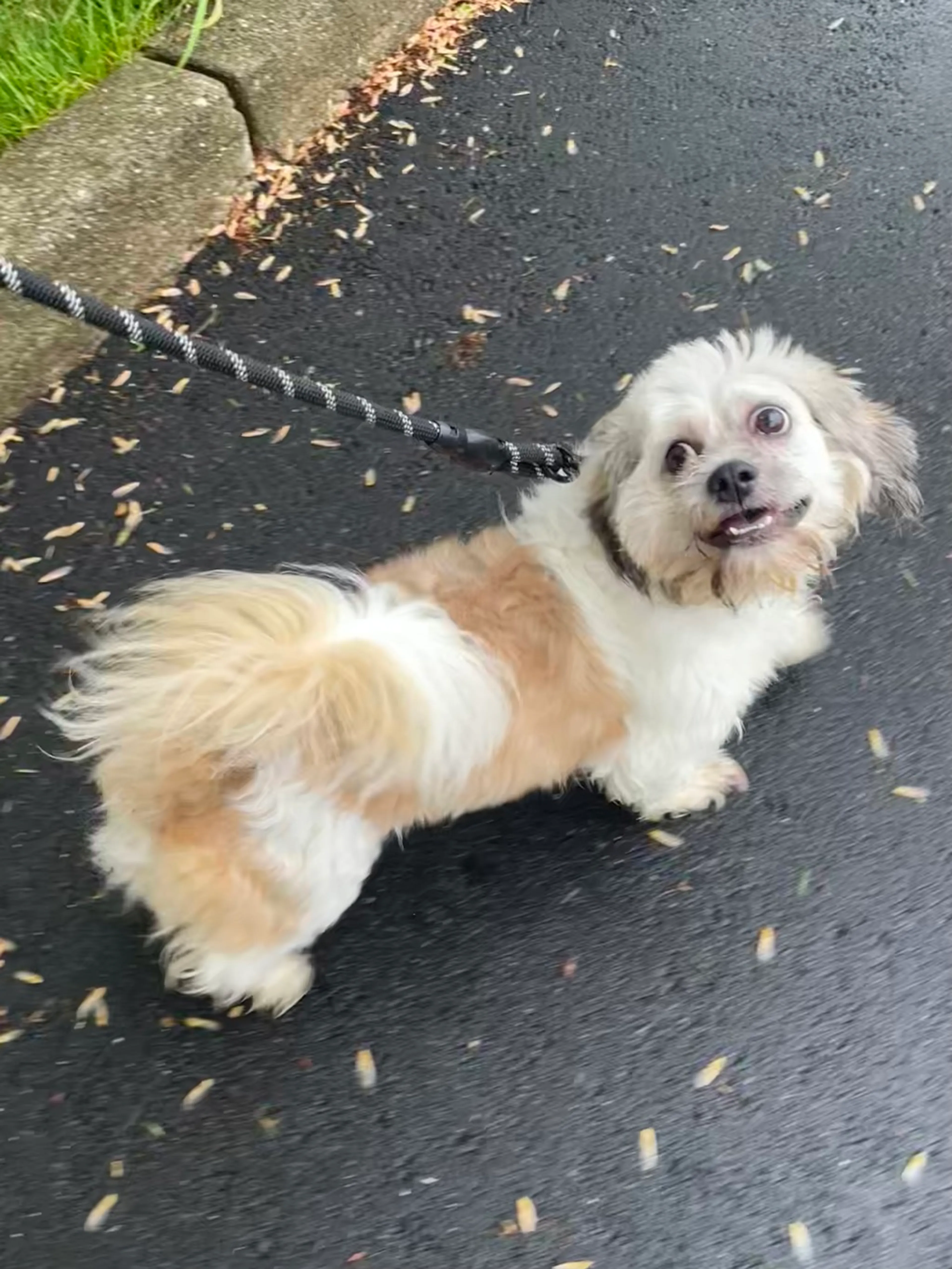 Found pet-5