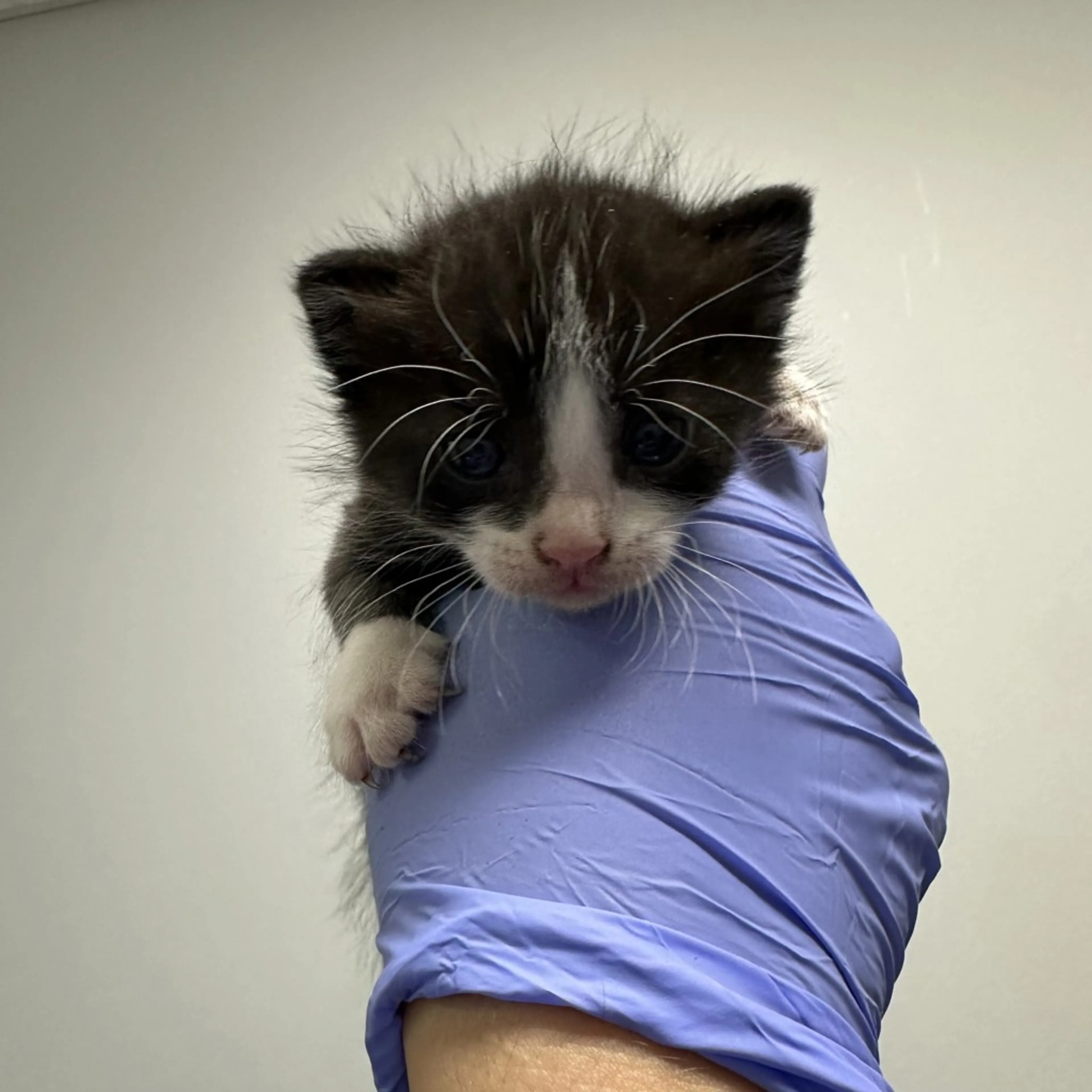 Found pet