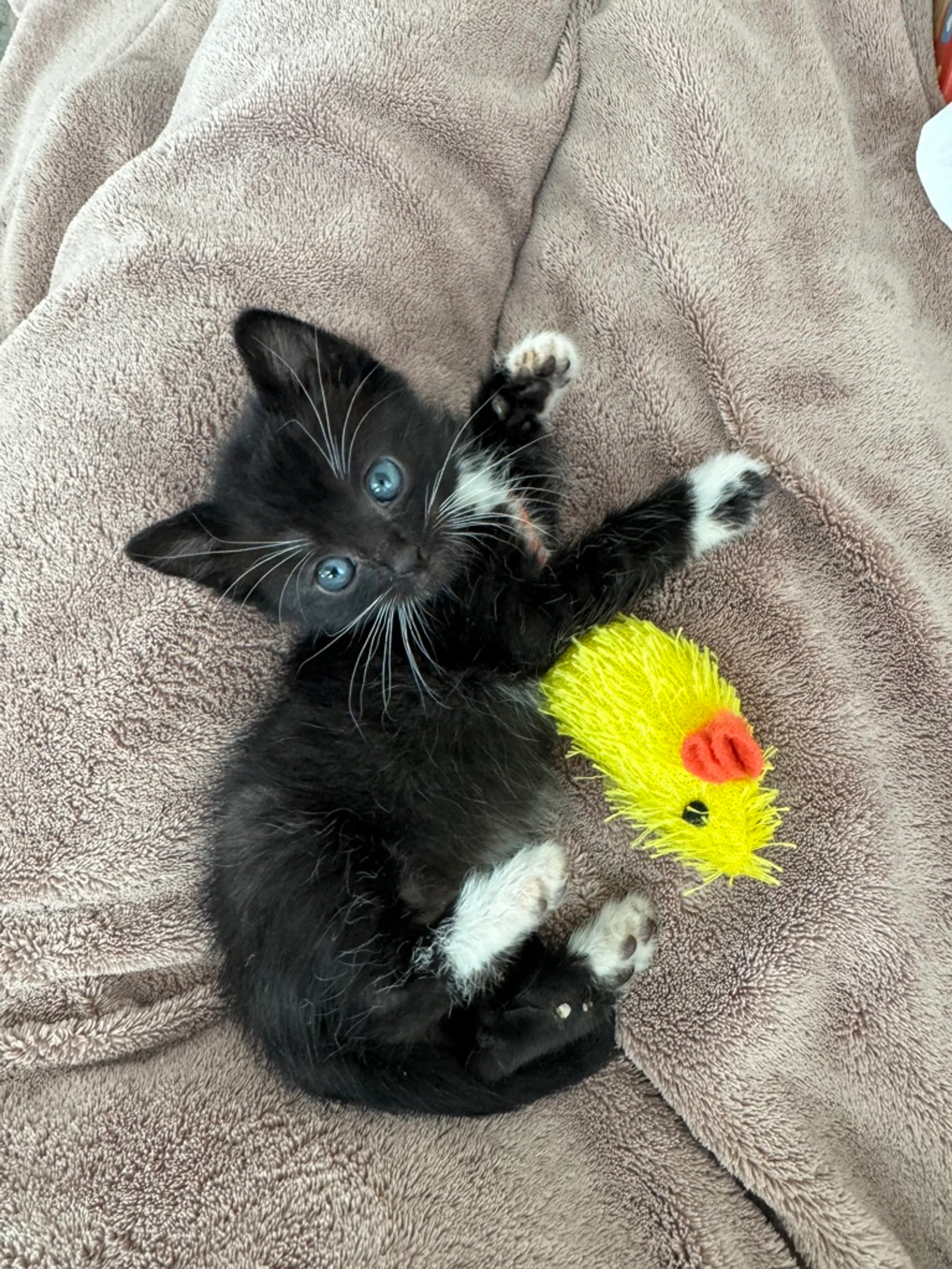 Found pet-0