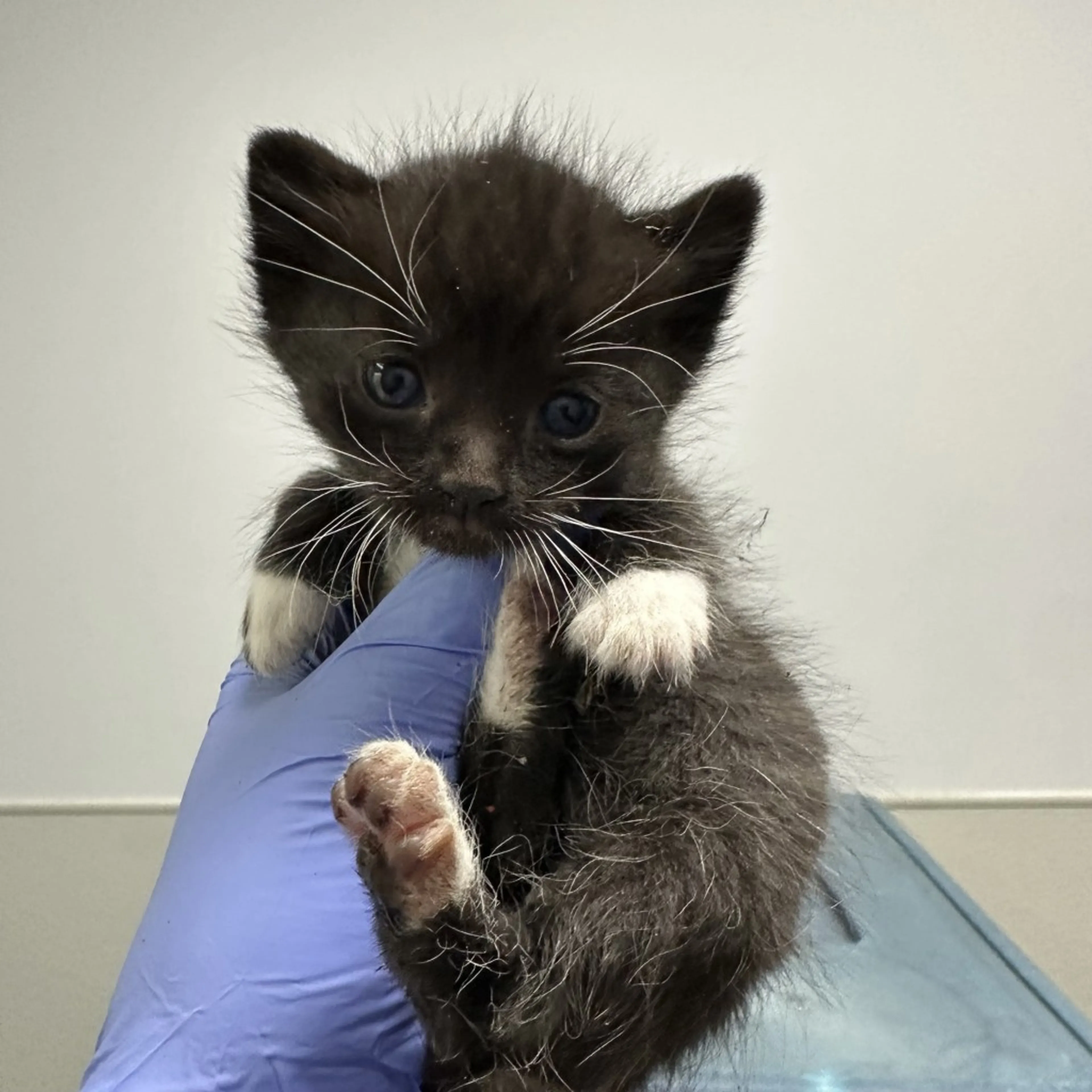 Found pet-1
