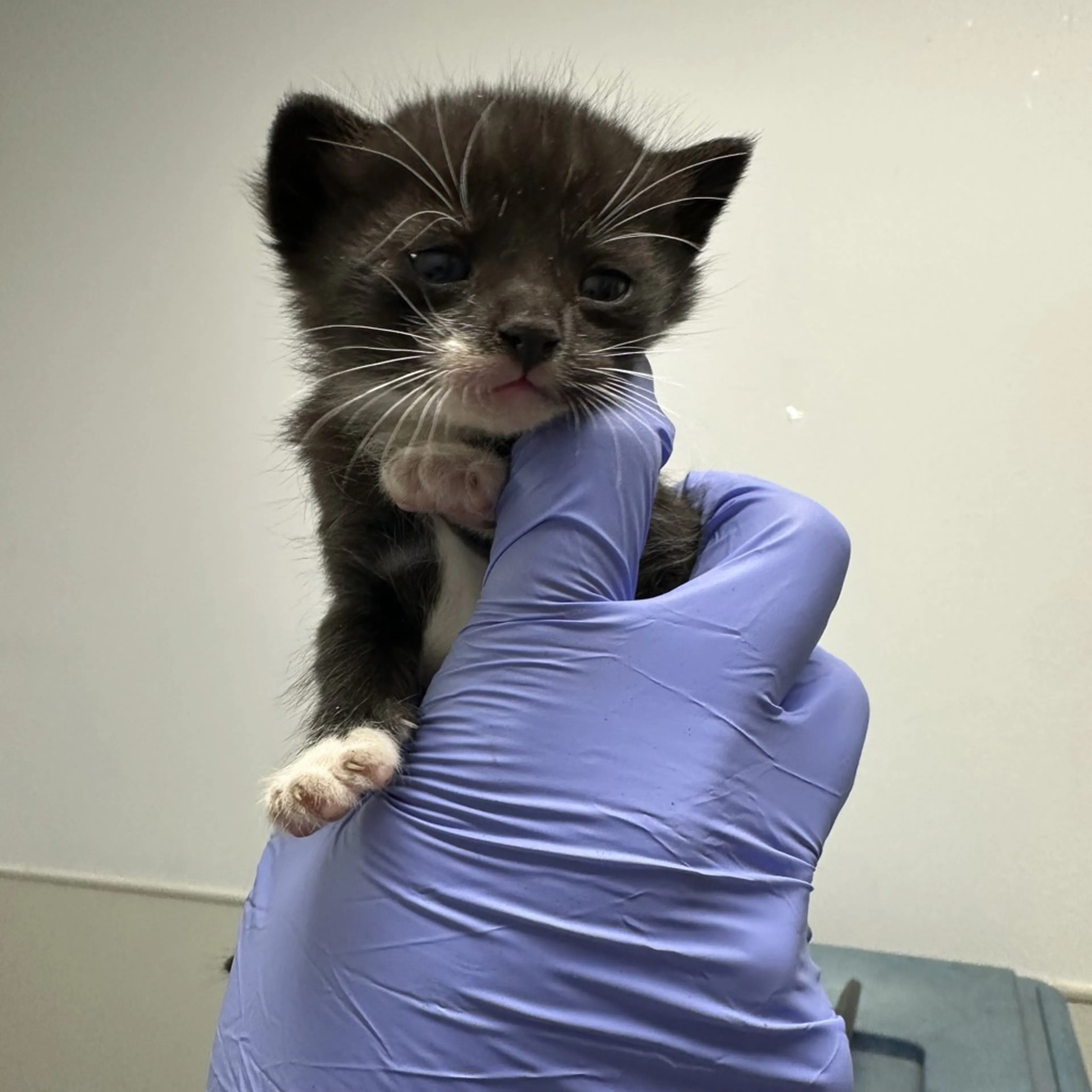Found pet