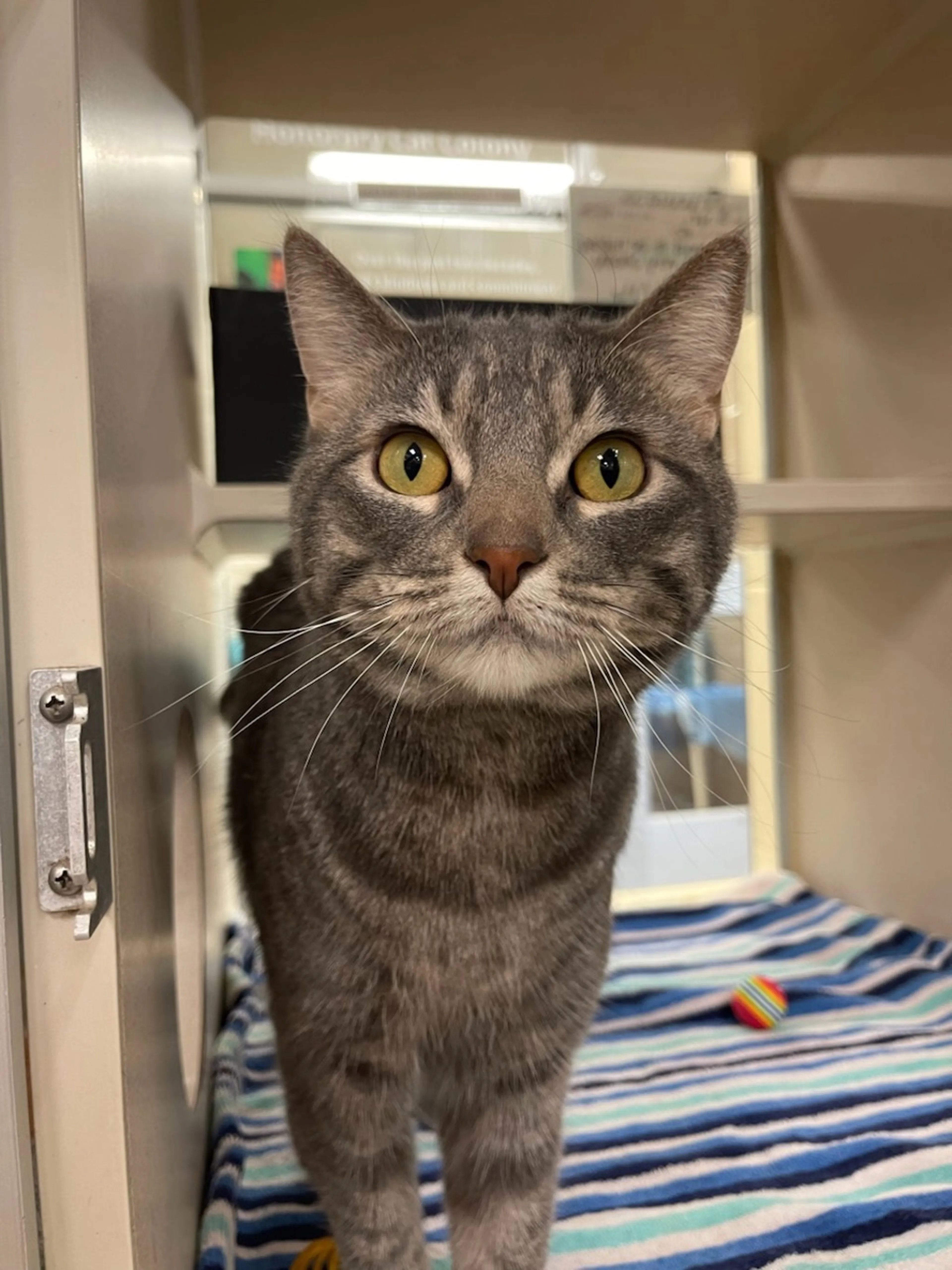 Found pet