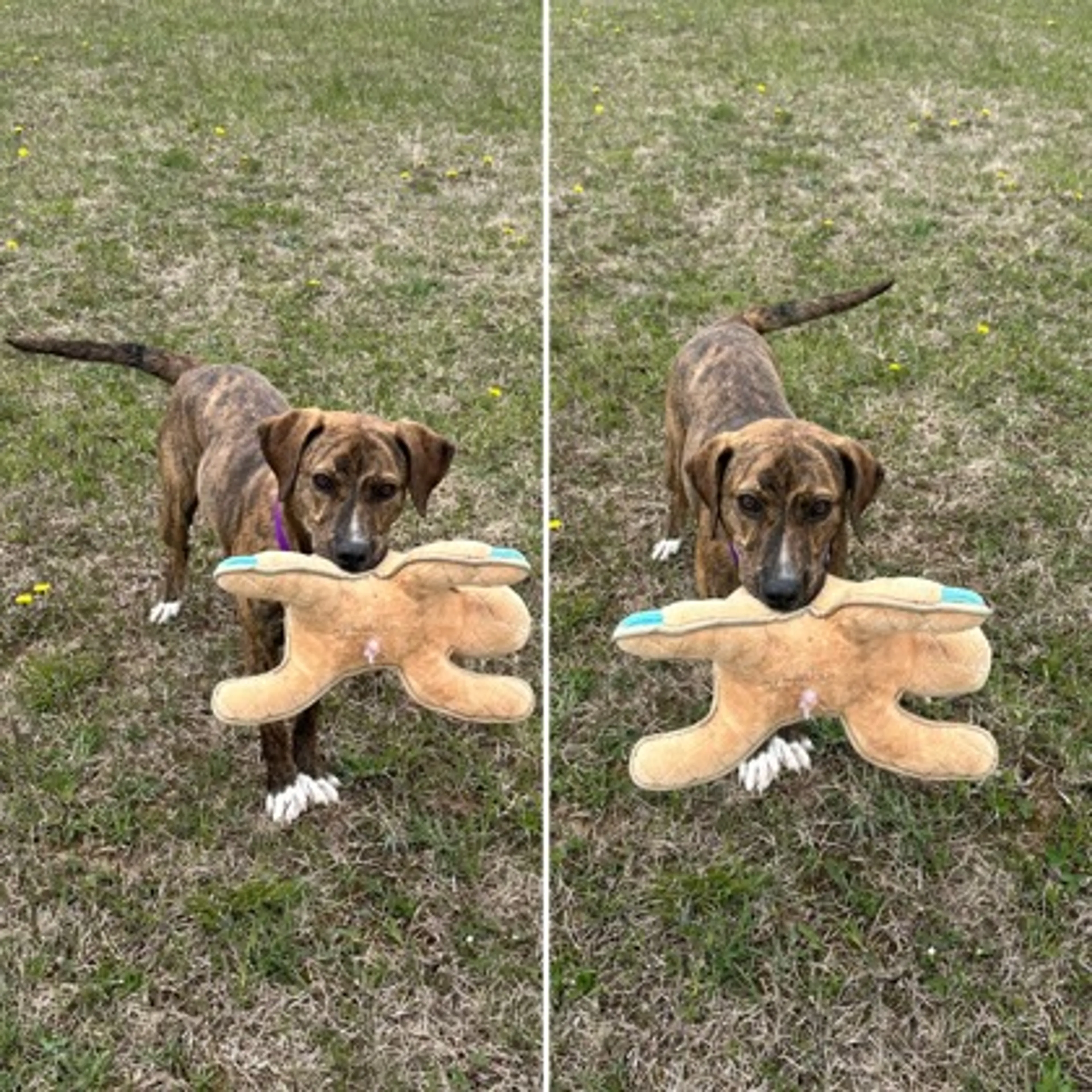 Found pet-2