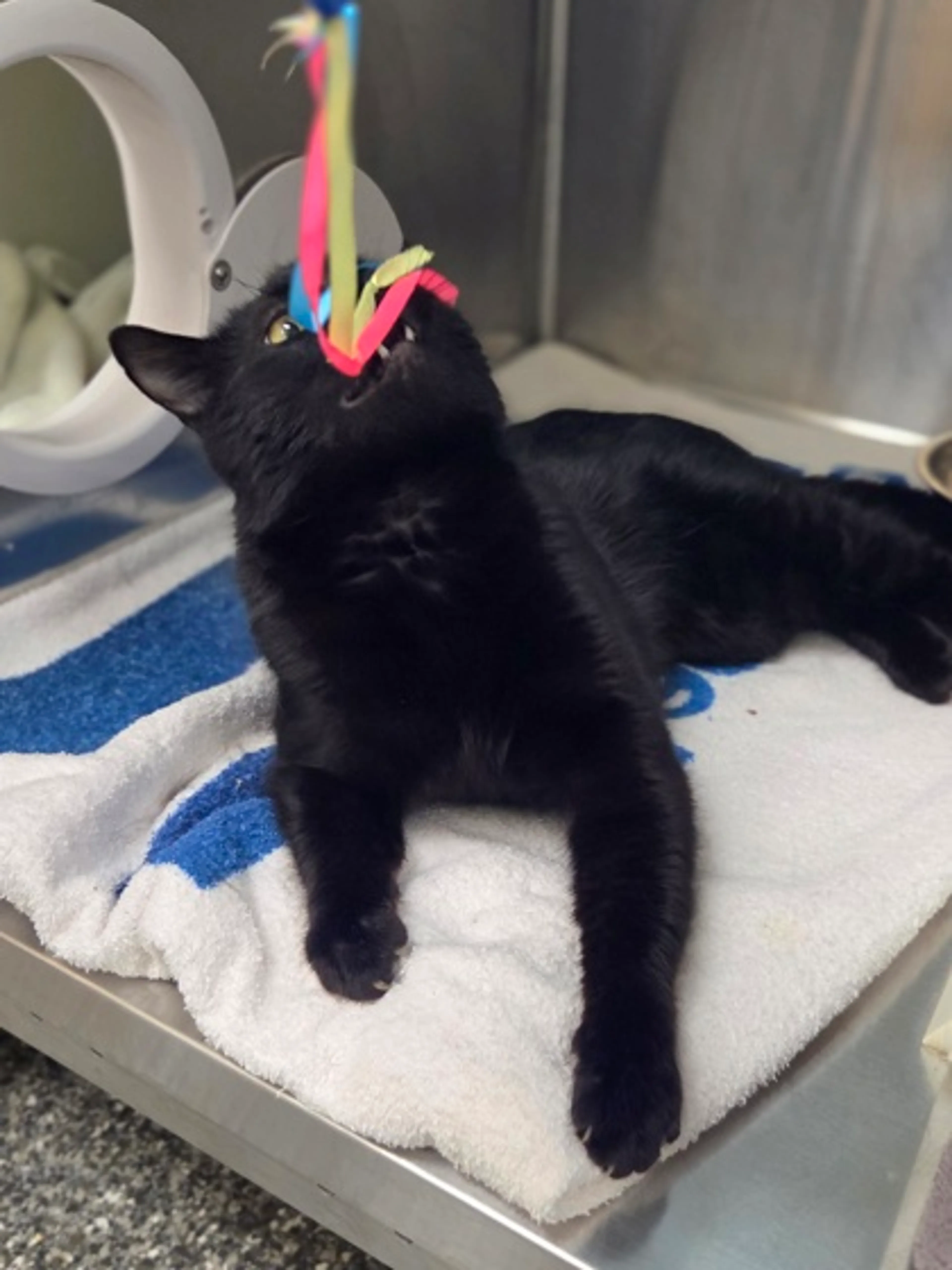 Found pet-1