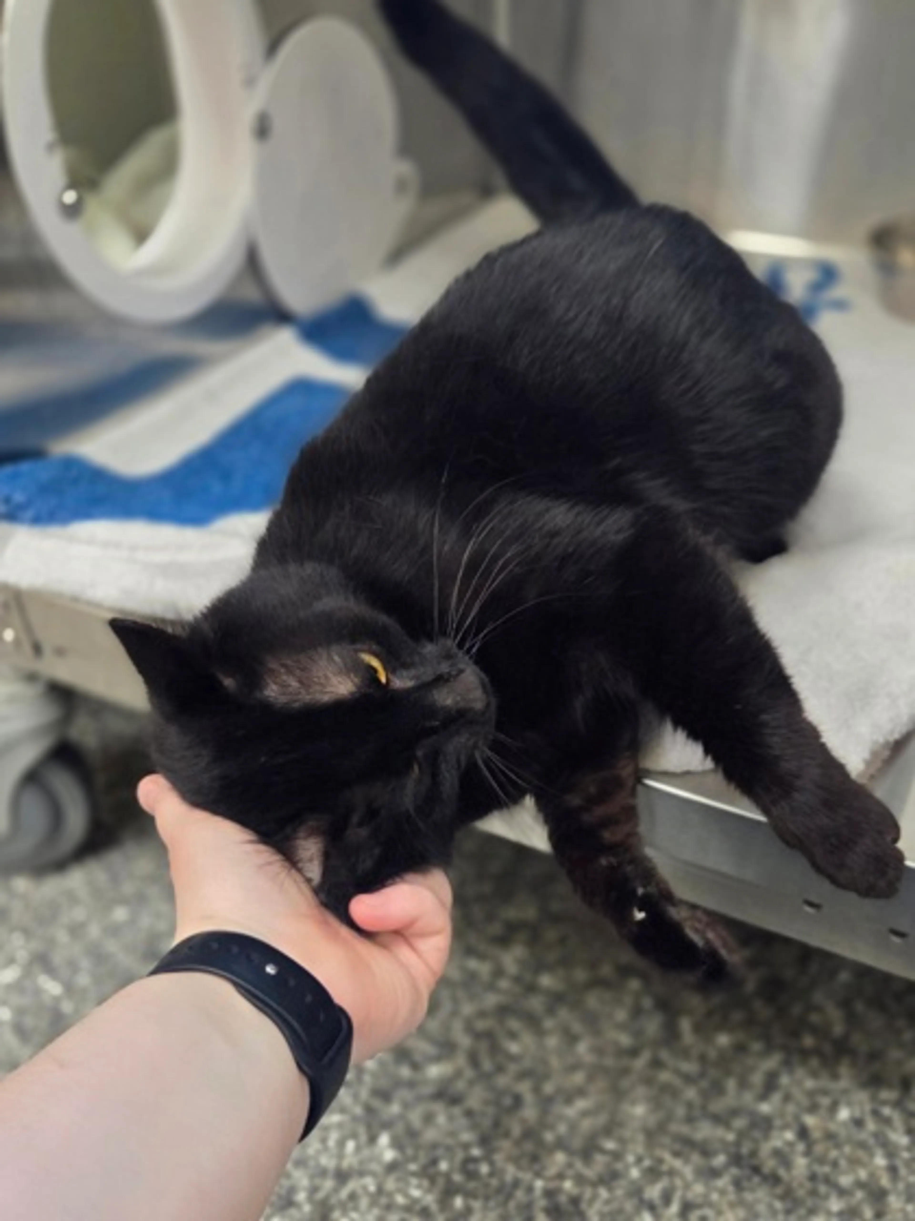 Found pet-2