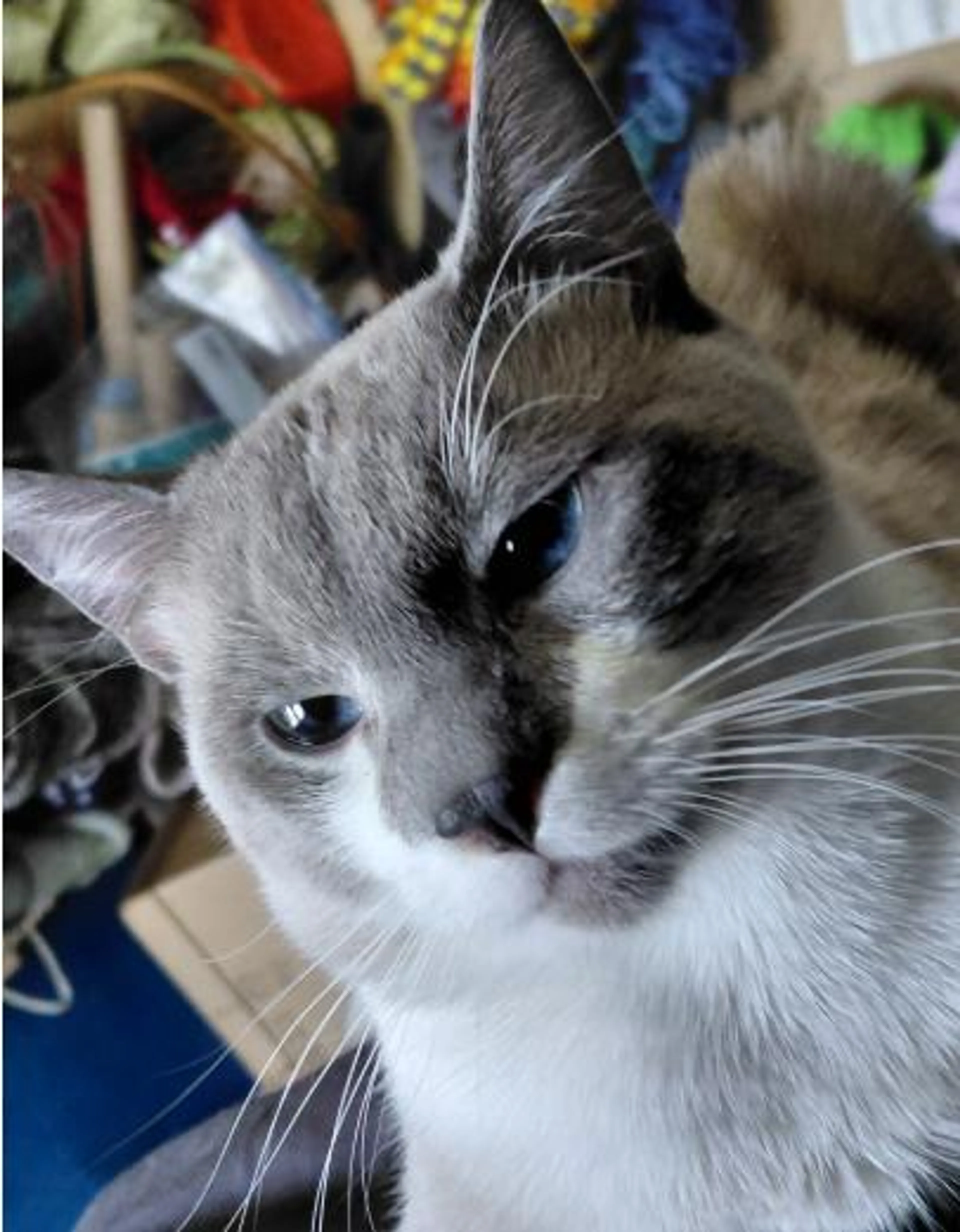 Found pet