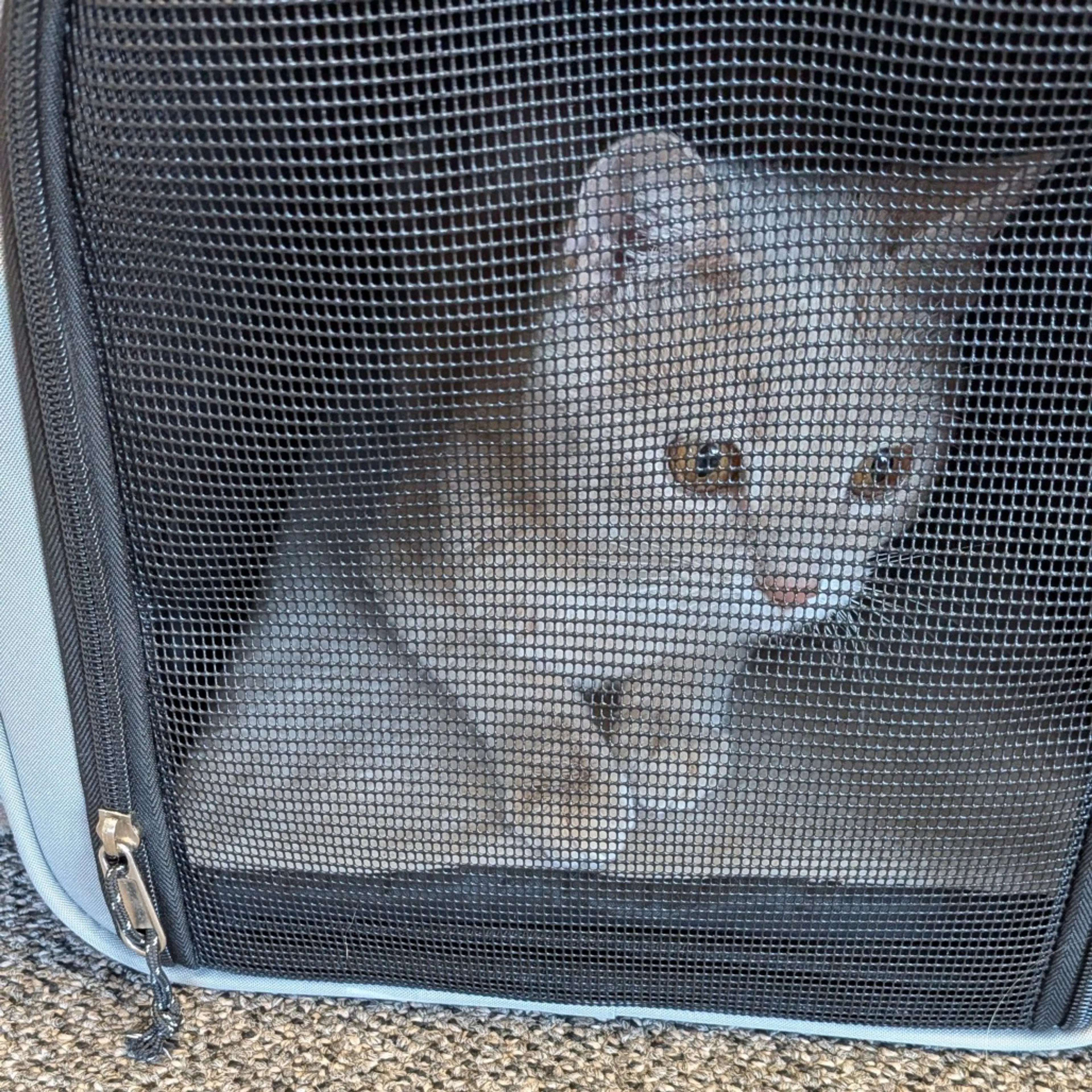 Found pet-1