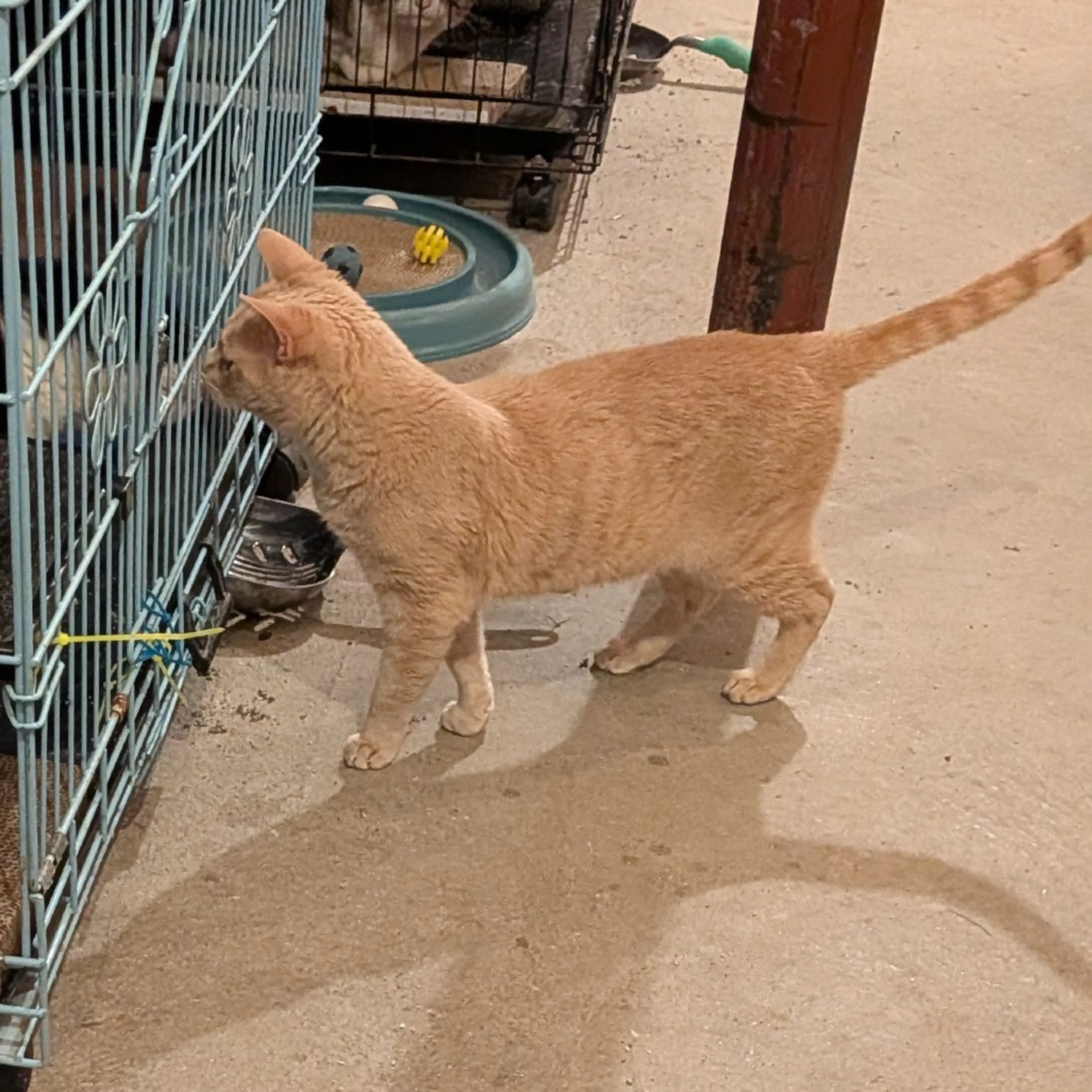 Found pet-0