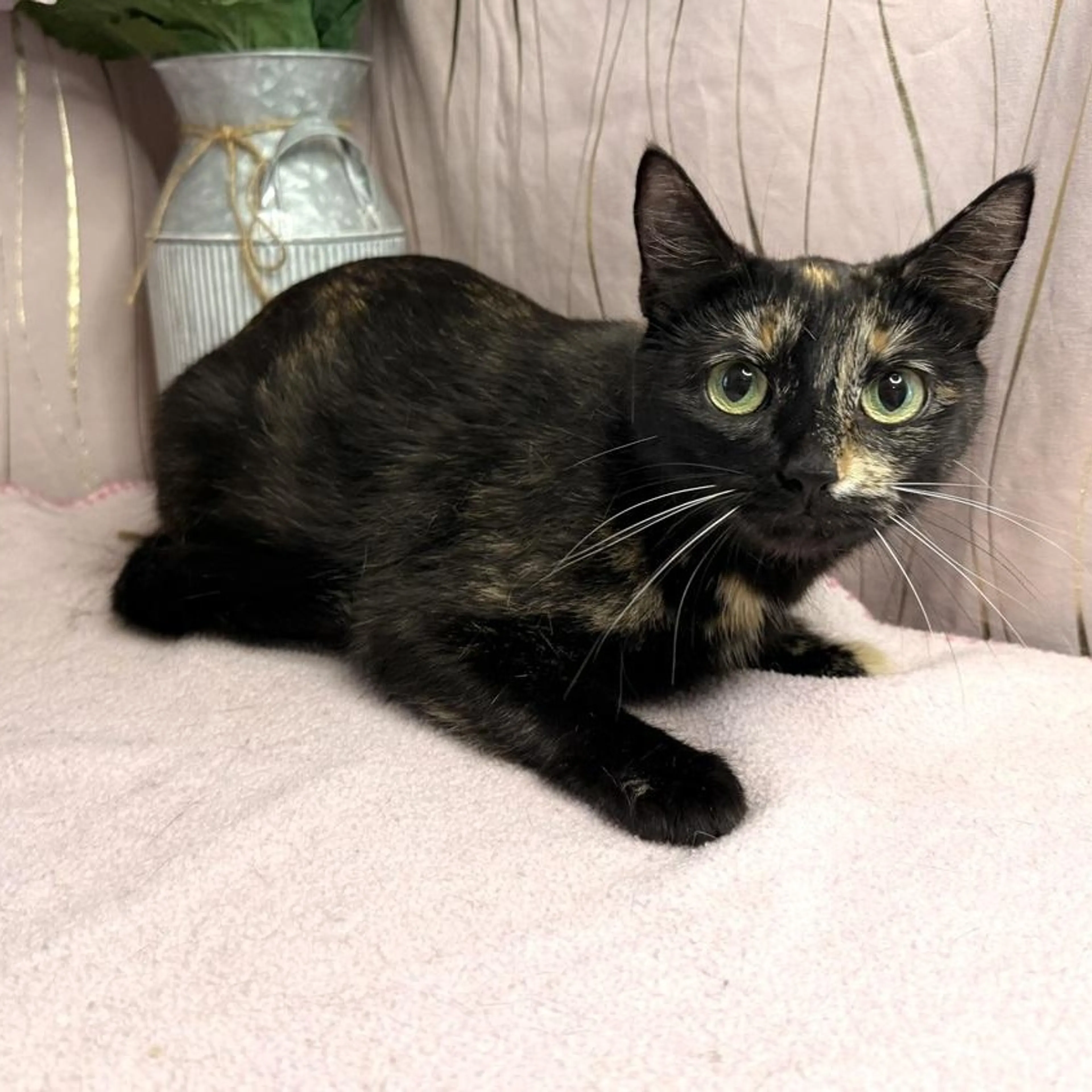 Found pet-1