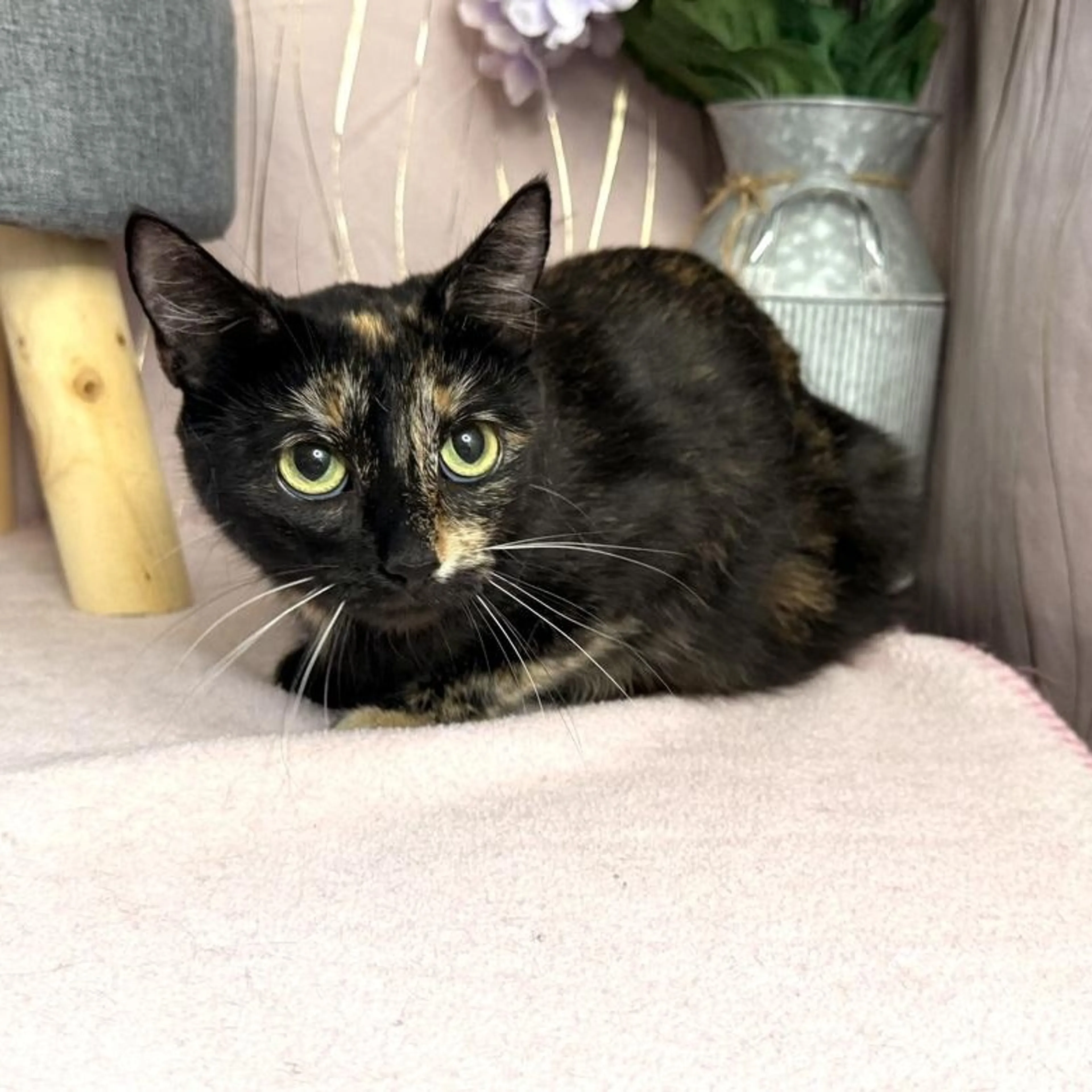 Found pet-3