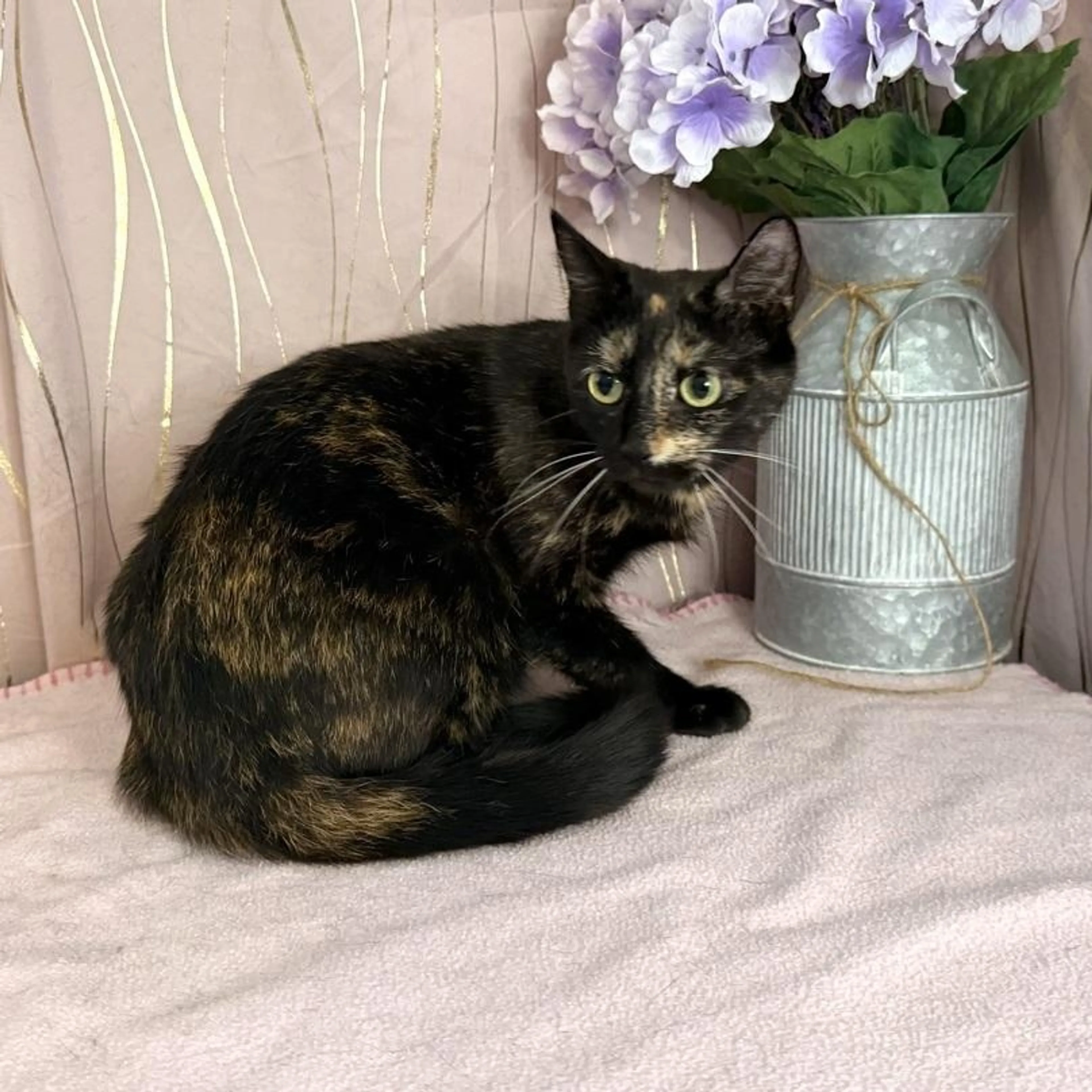 Found pet-2