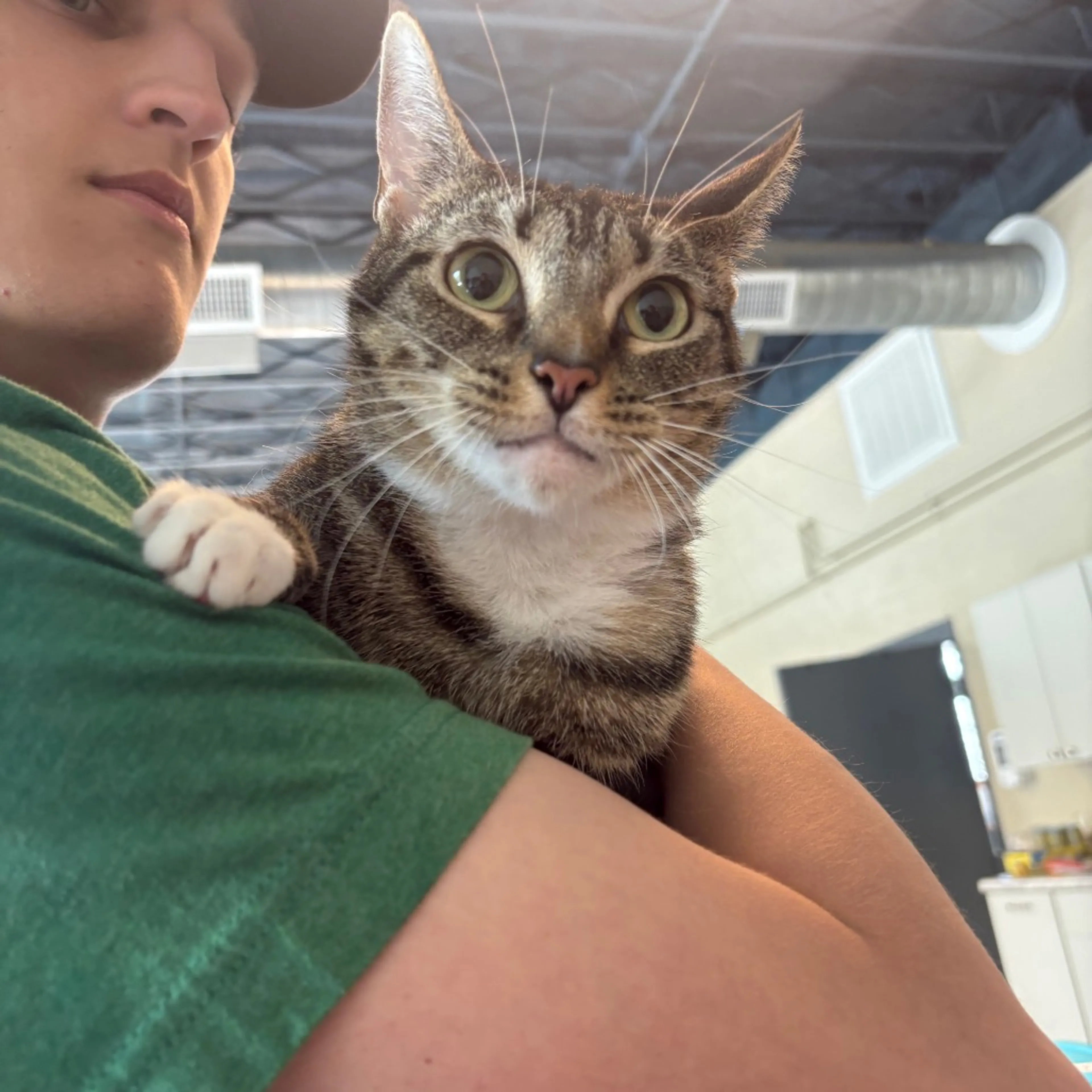 Found pet