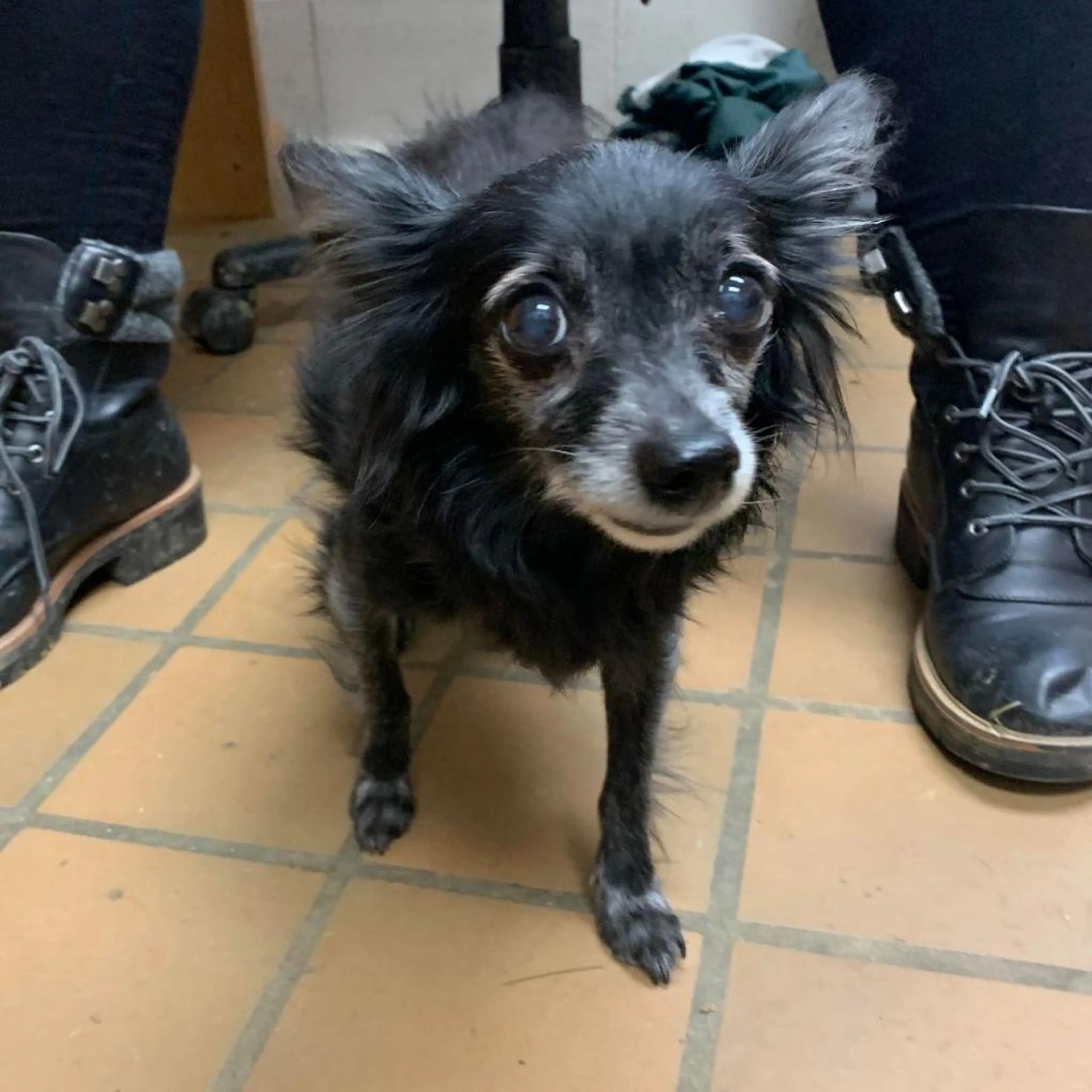 Found pet-1
