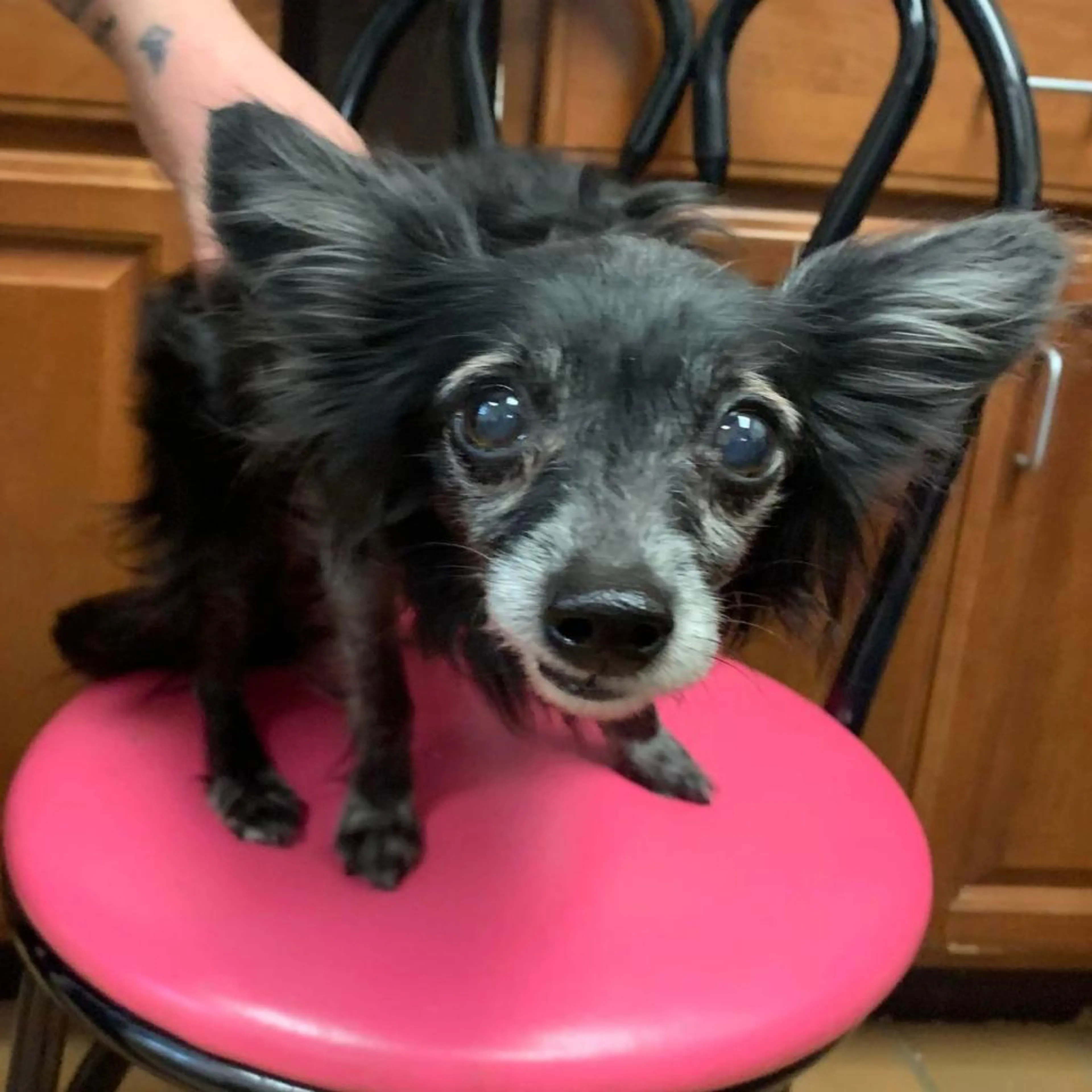 Found pet-2