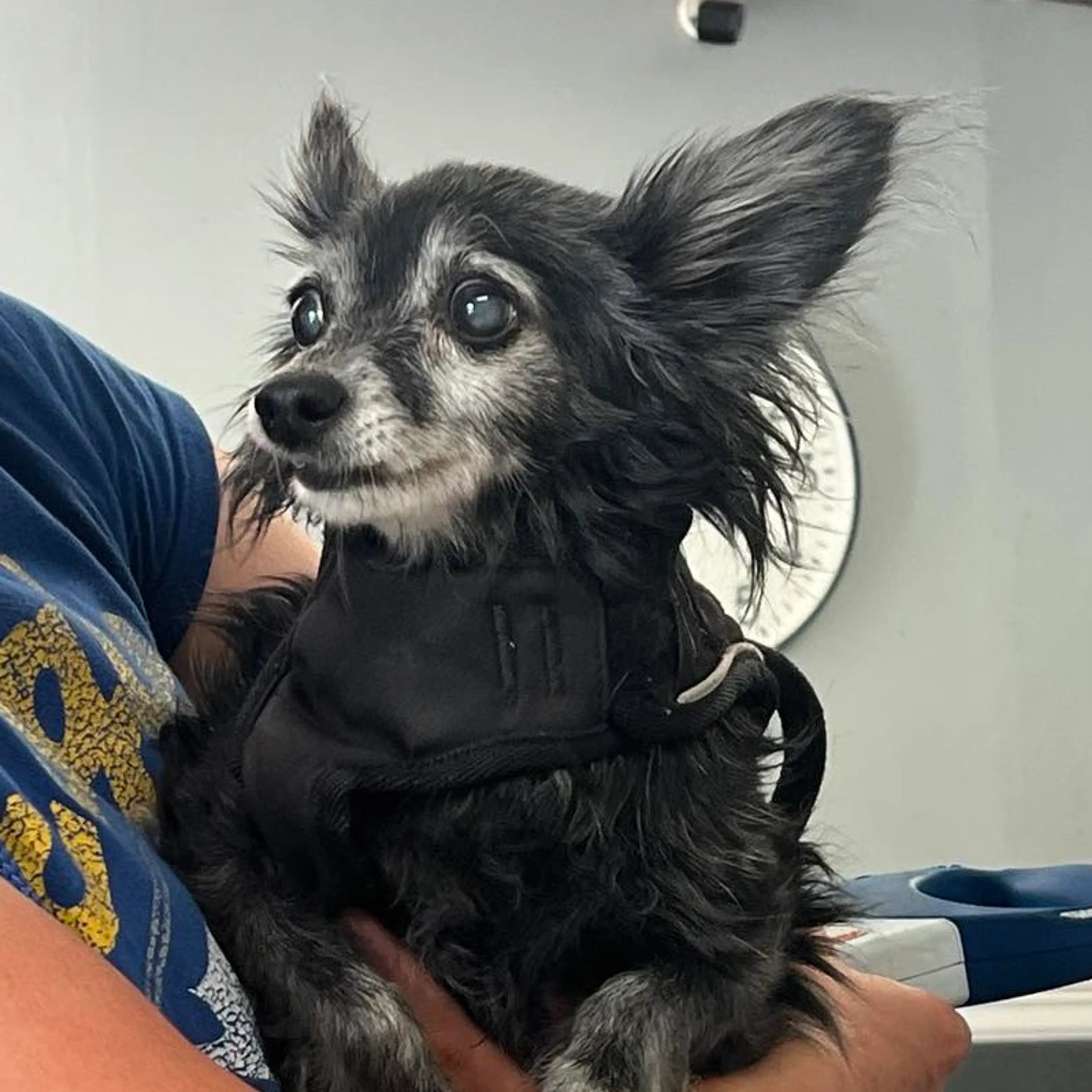 Found pet-0