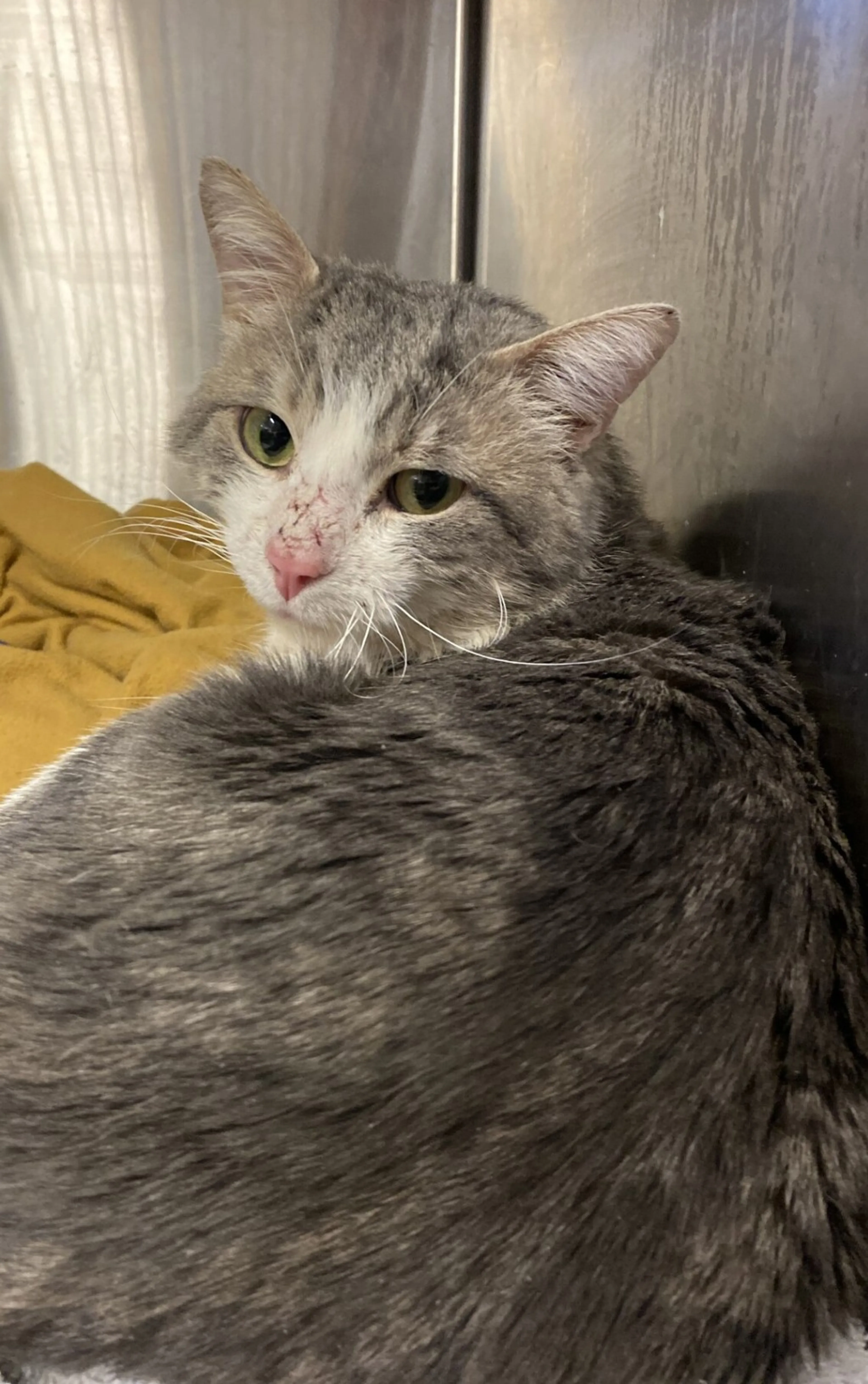 Found pet