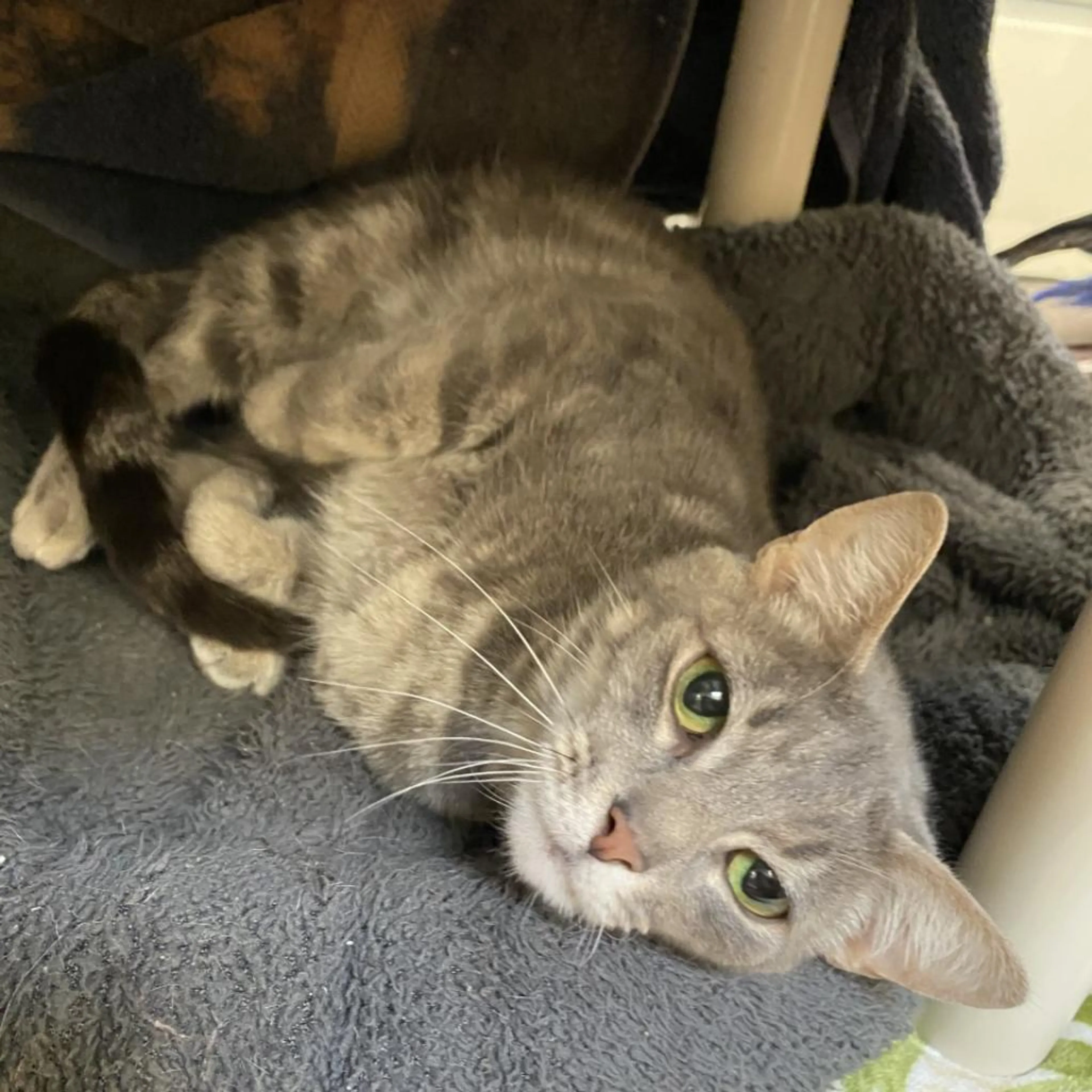 Found pet-2