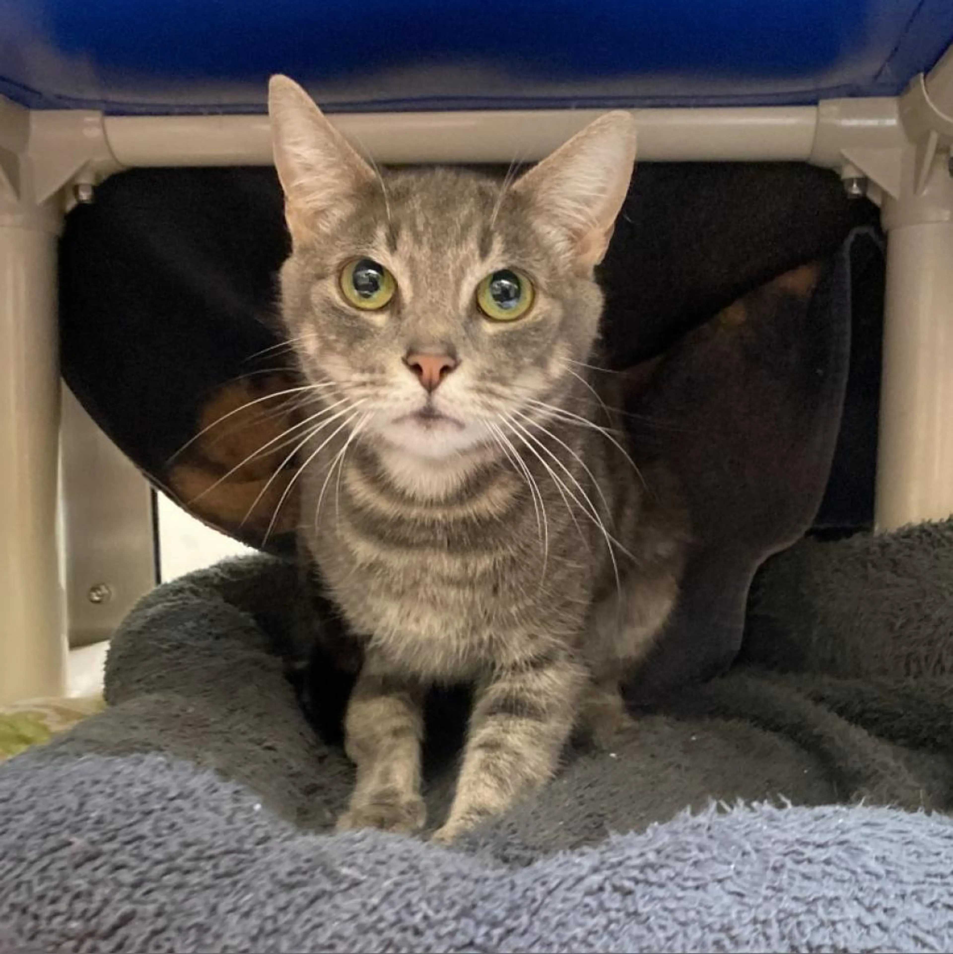 Found pet-1