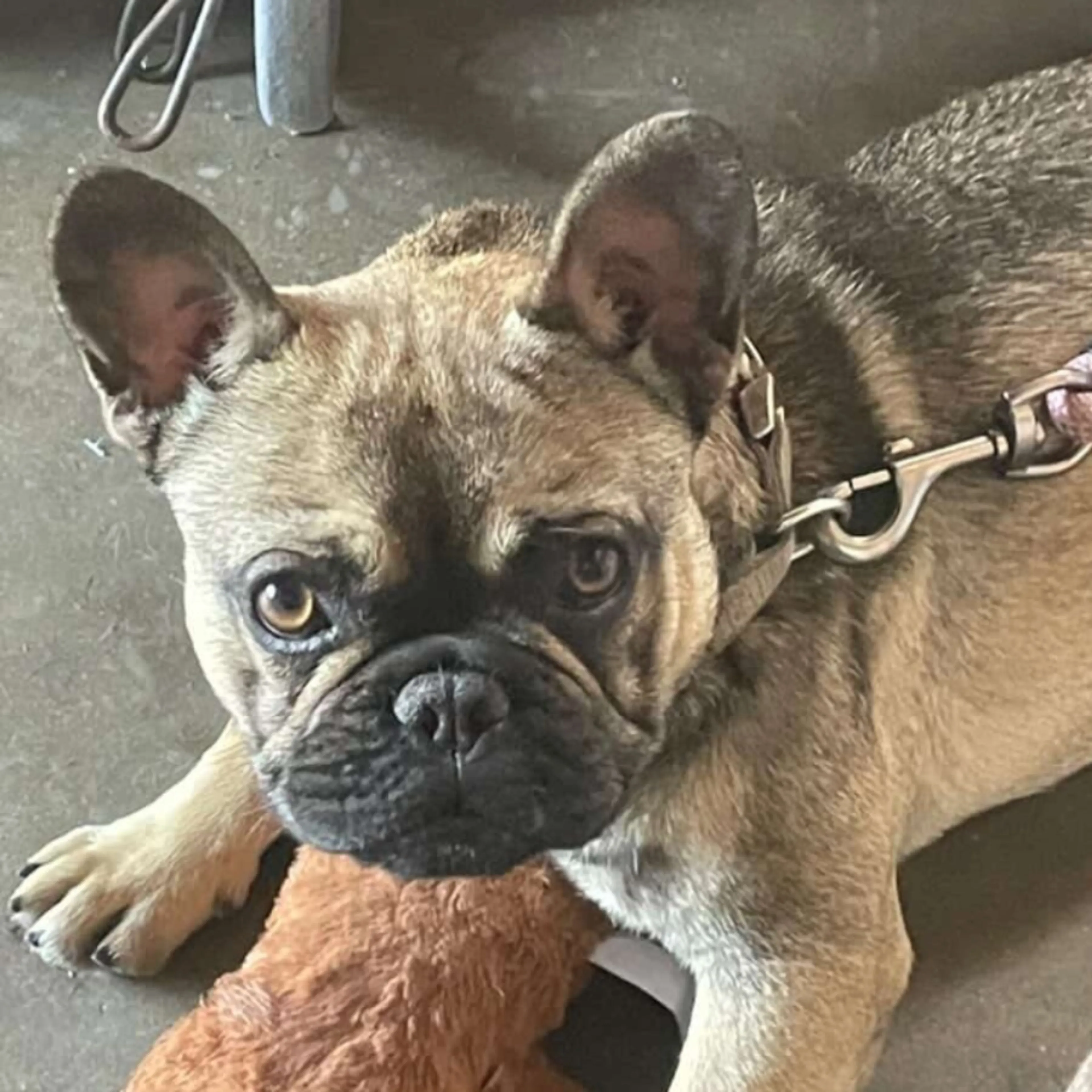 Lost pet