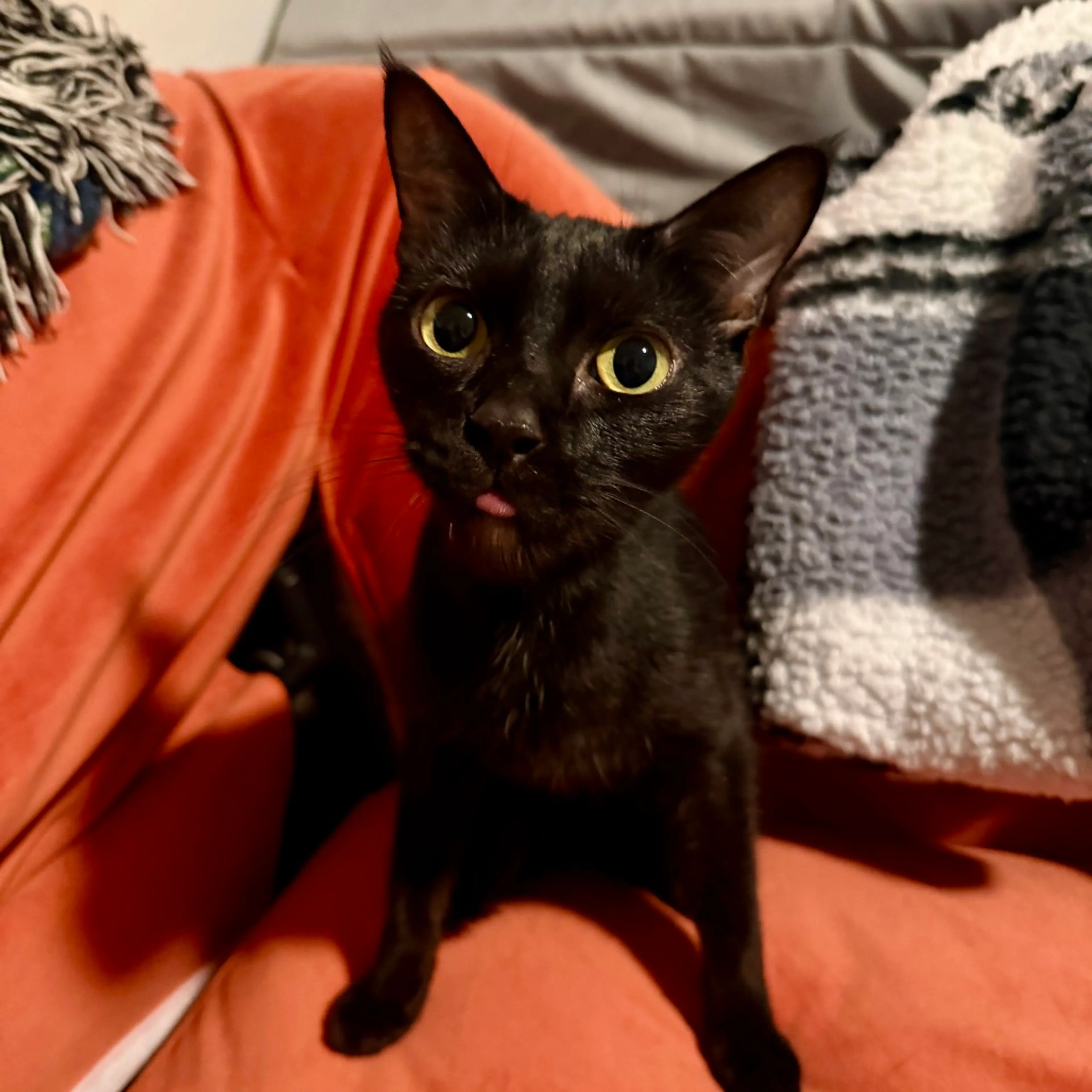 Found pet-0