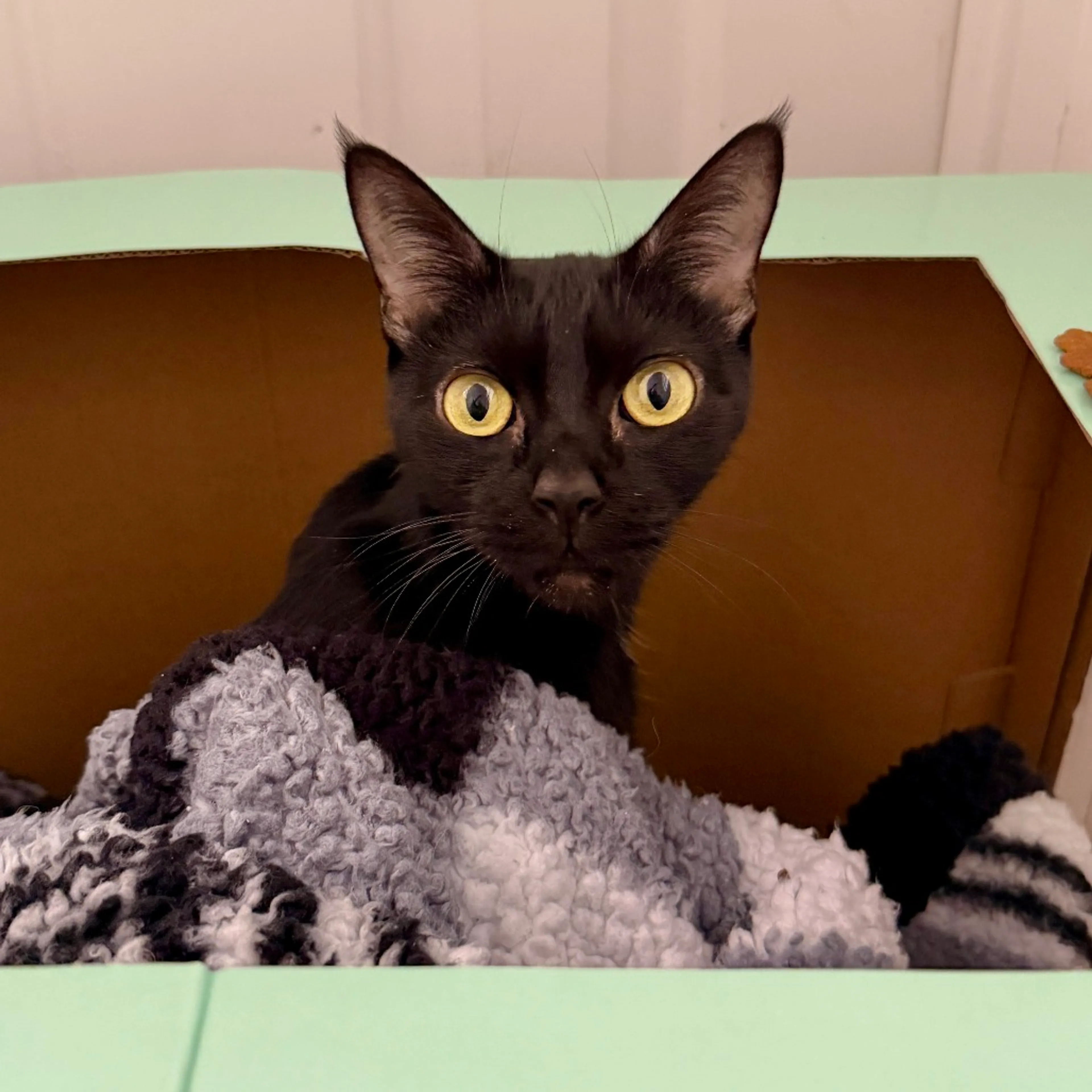 Found pet-2