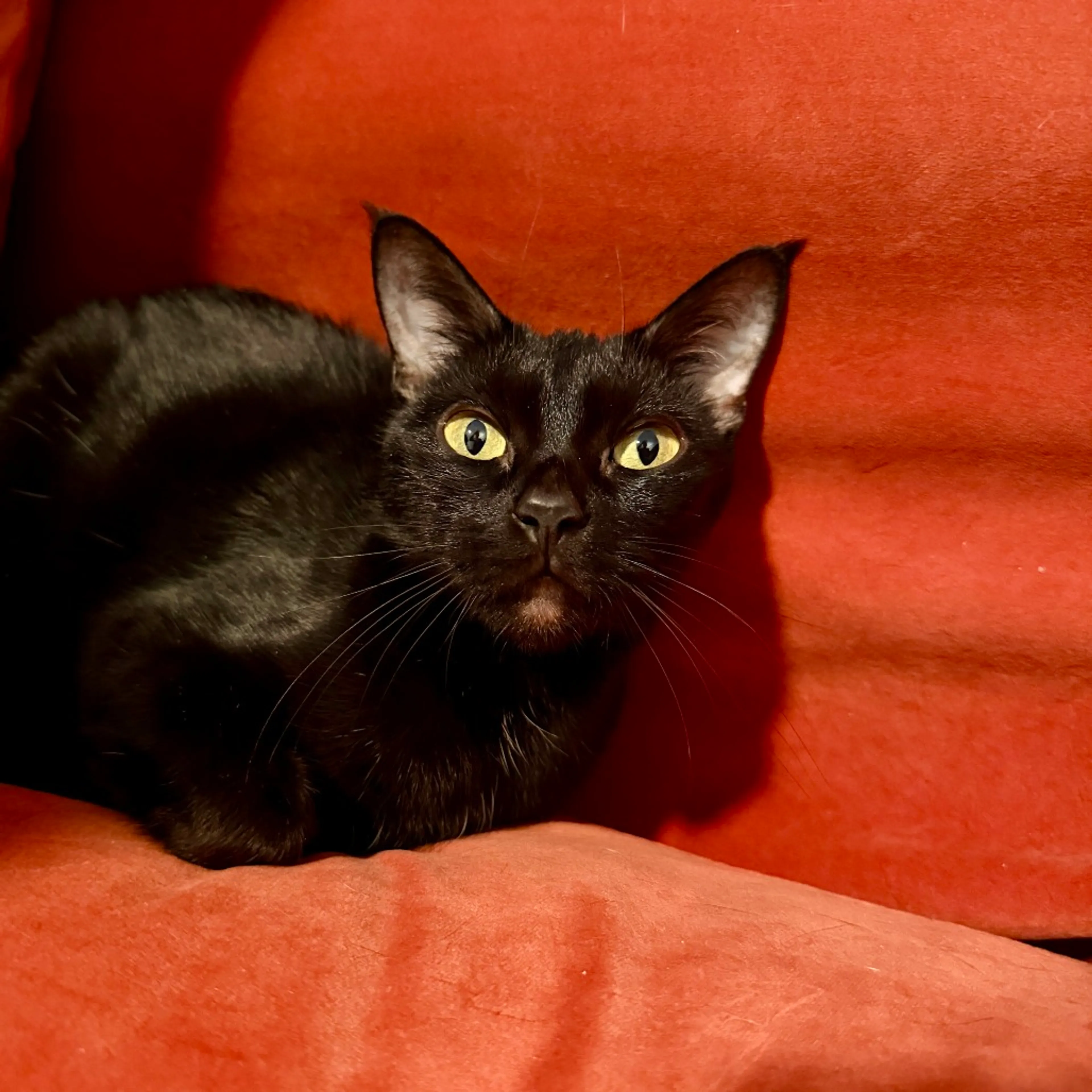 Found pet-1