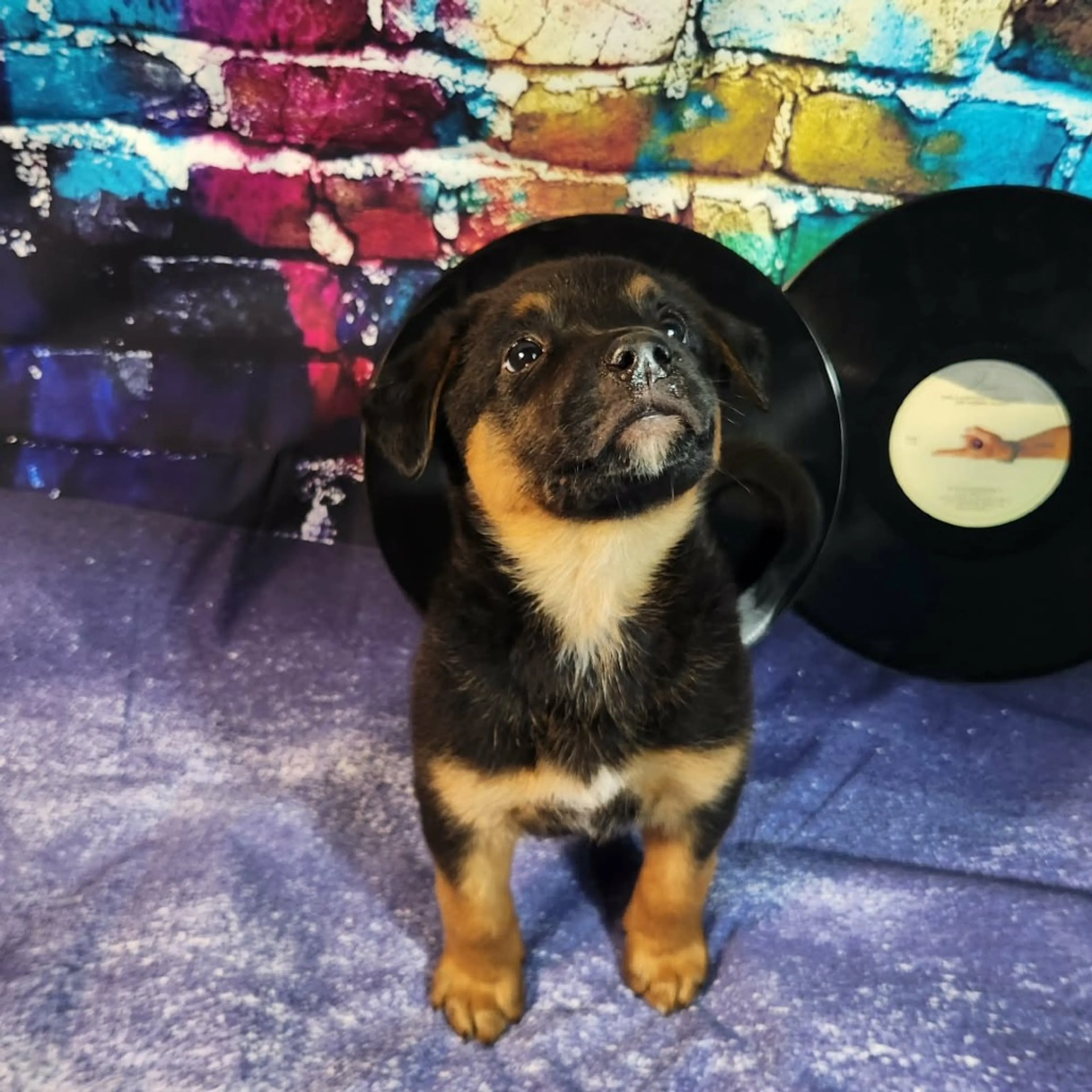 Found pet-7