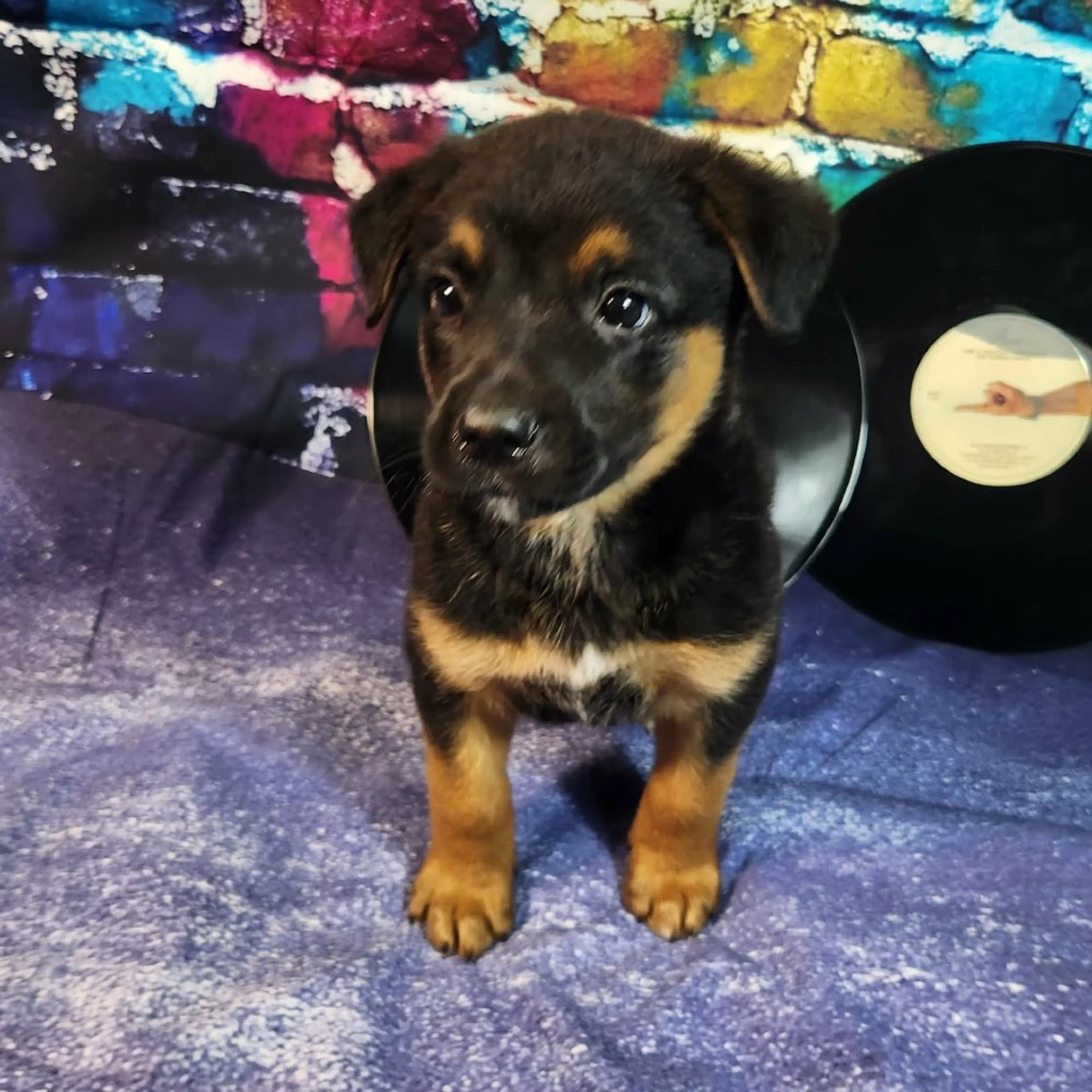 Found pet-8