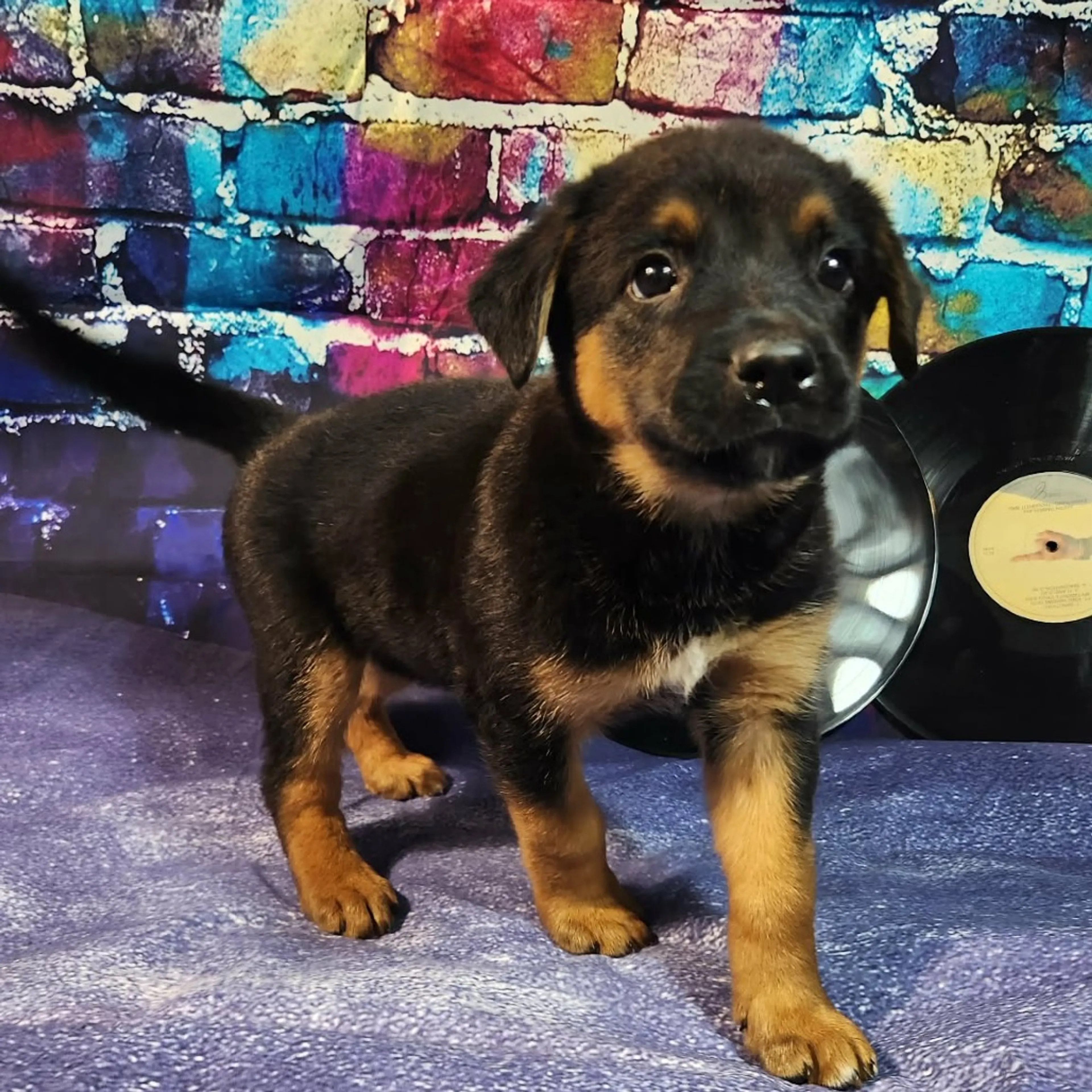 Found pet-3