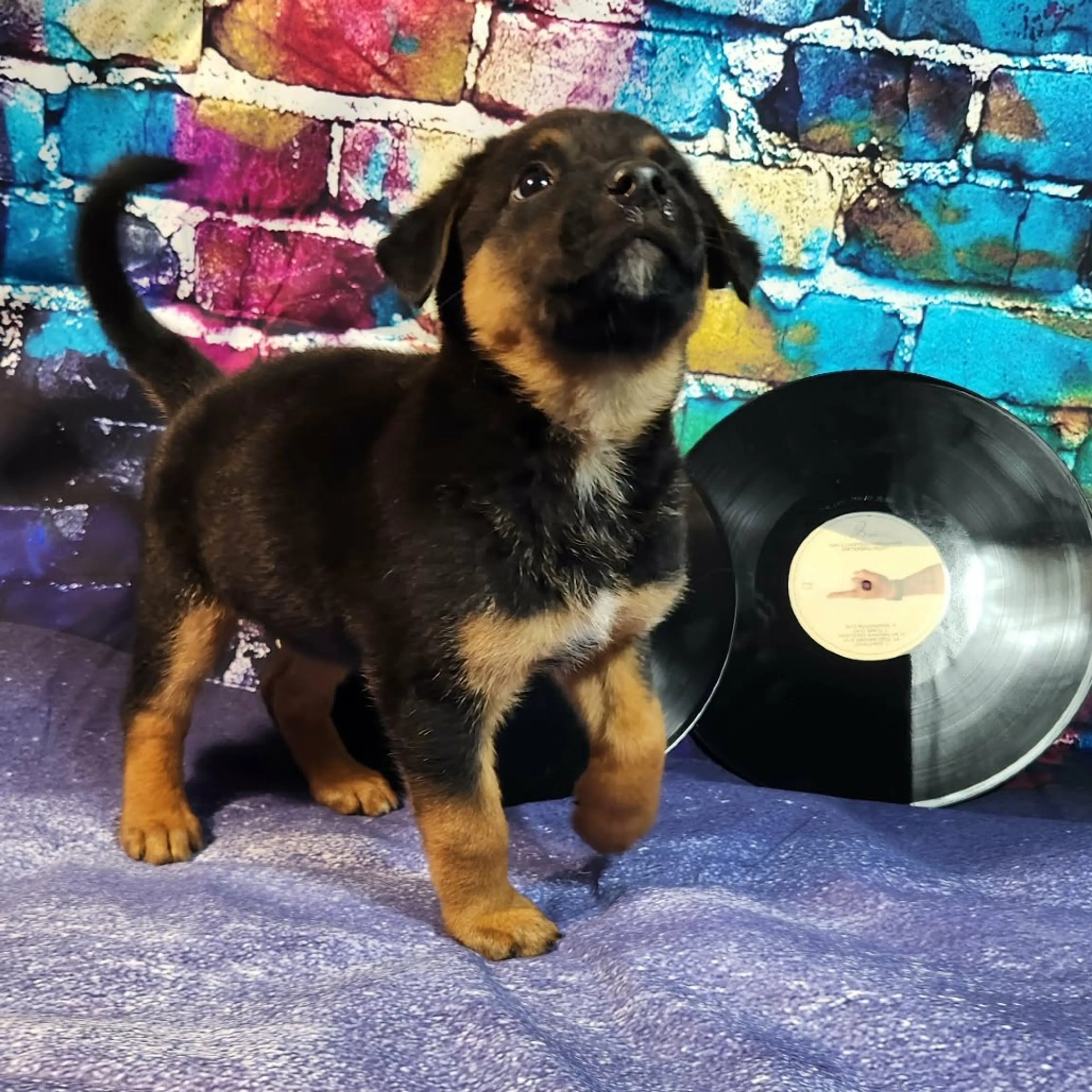Found pet-6