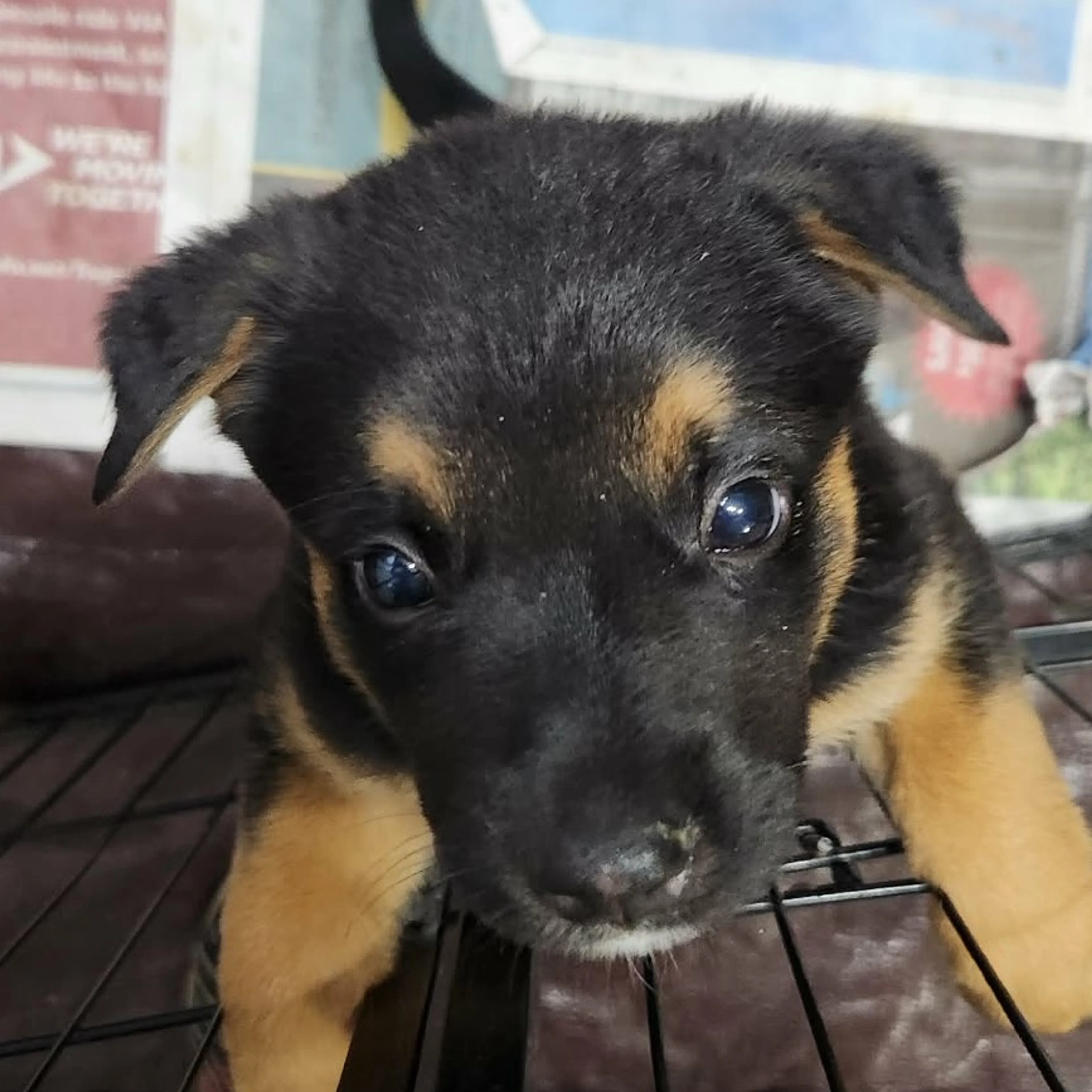 Found pet-1