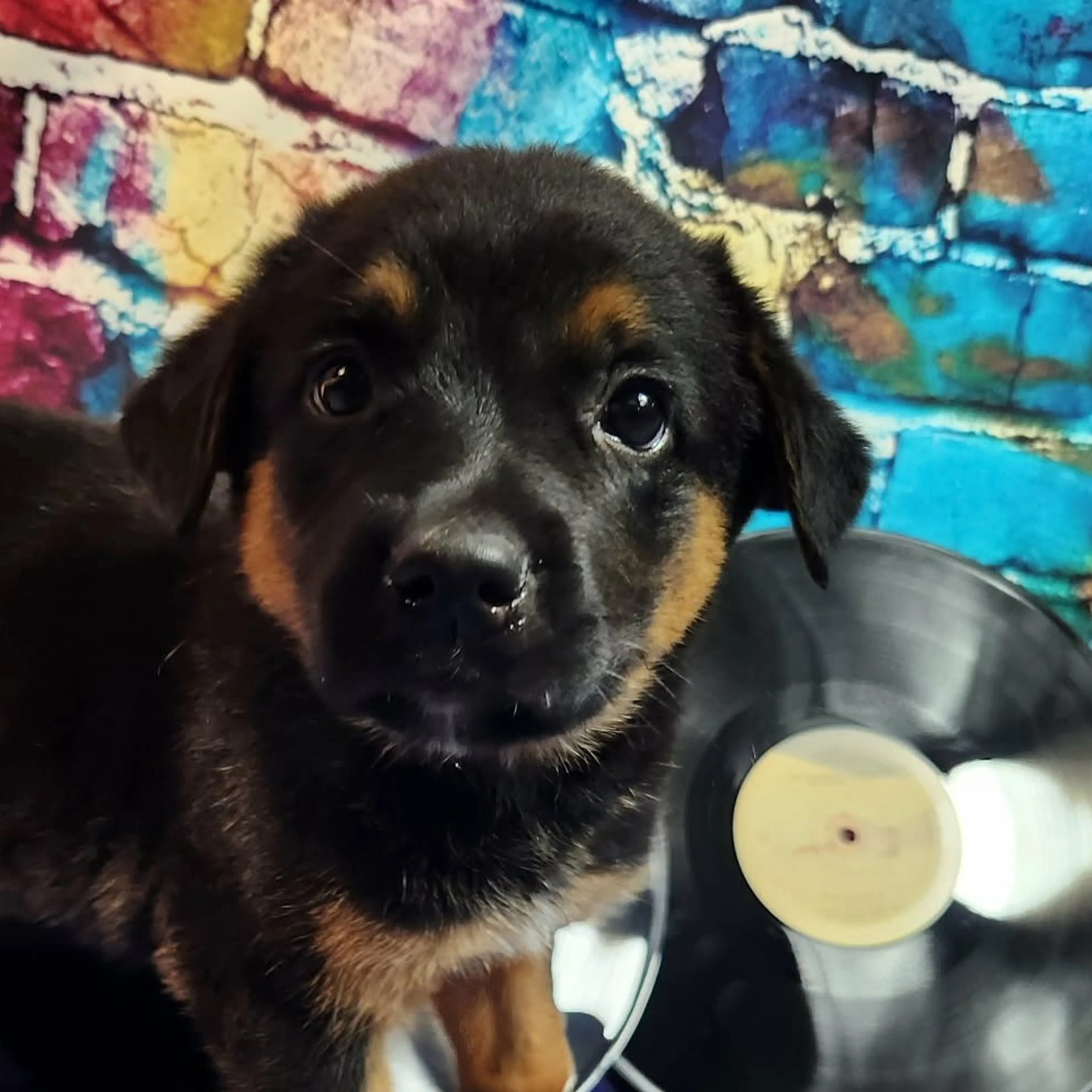 Found pet-4