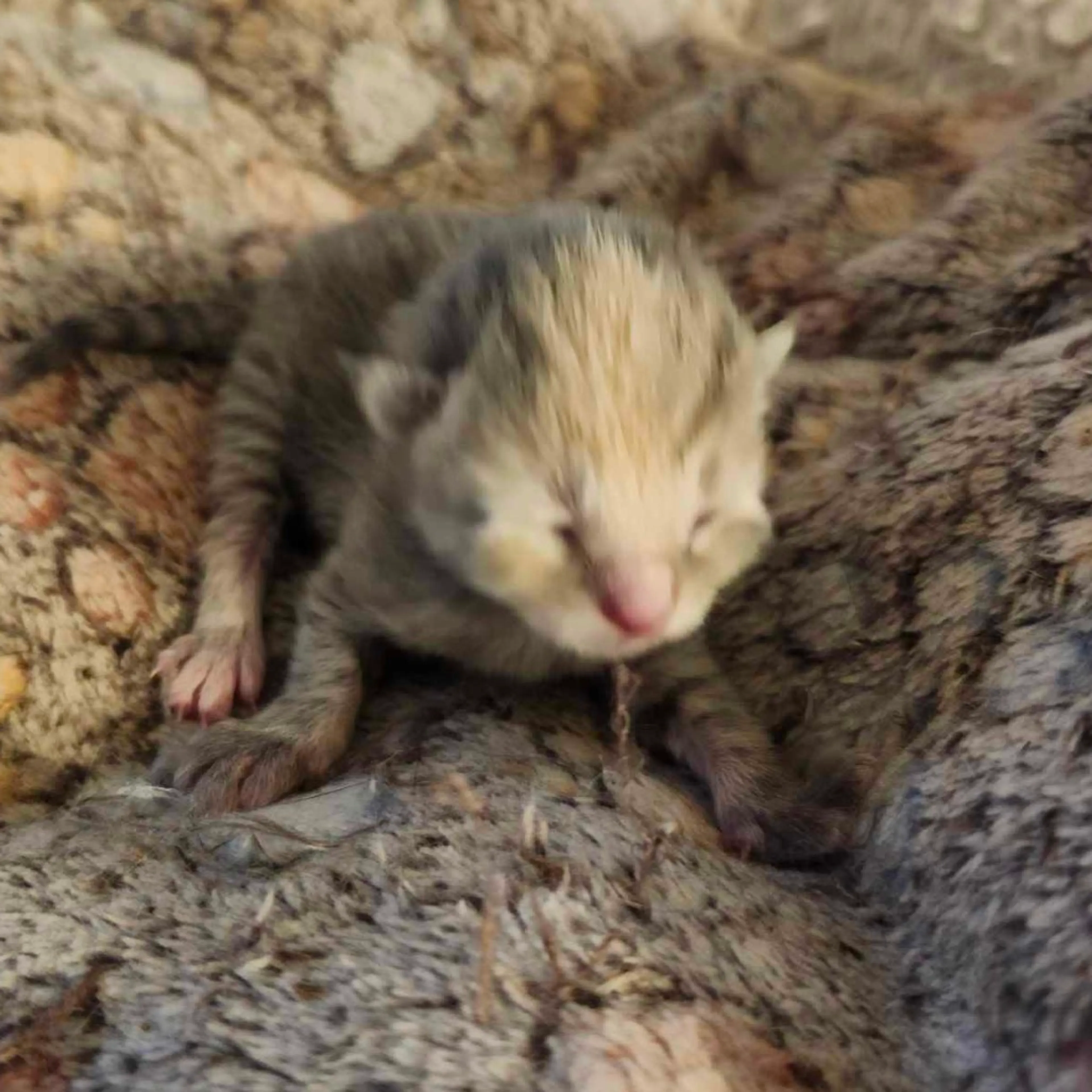 Found pet-1