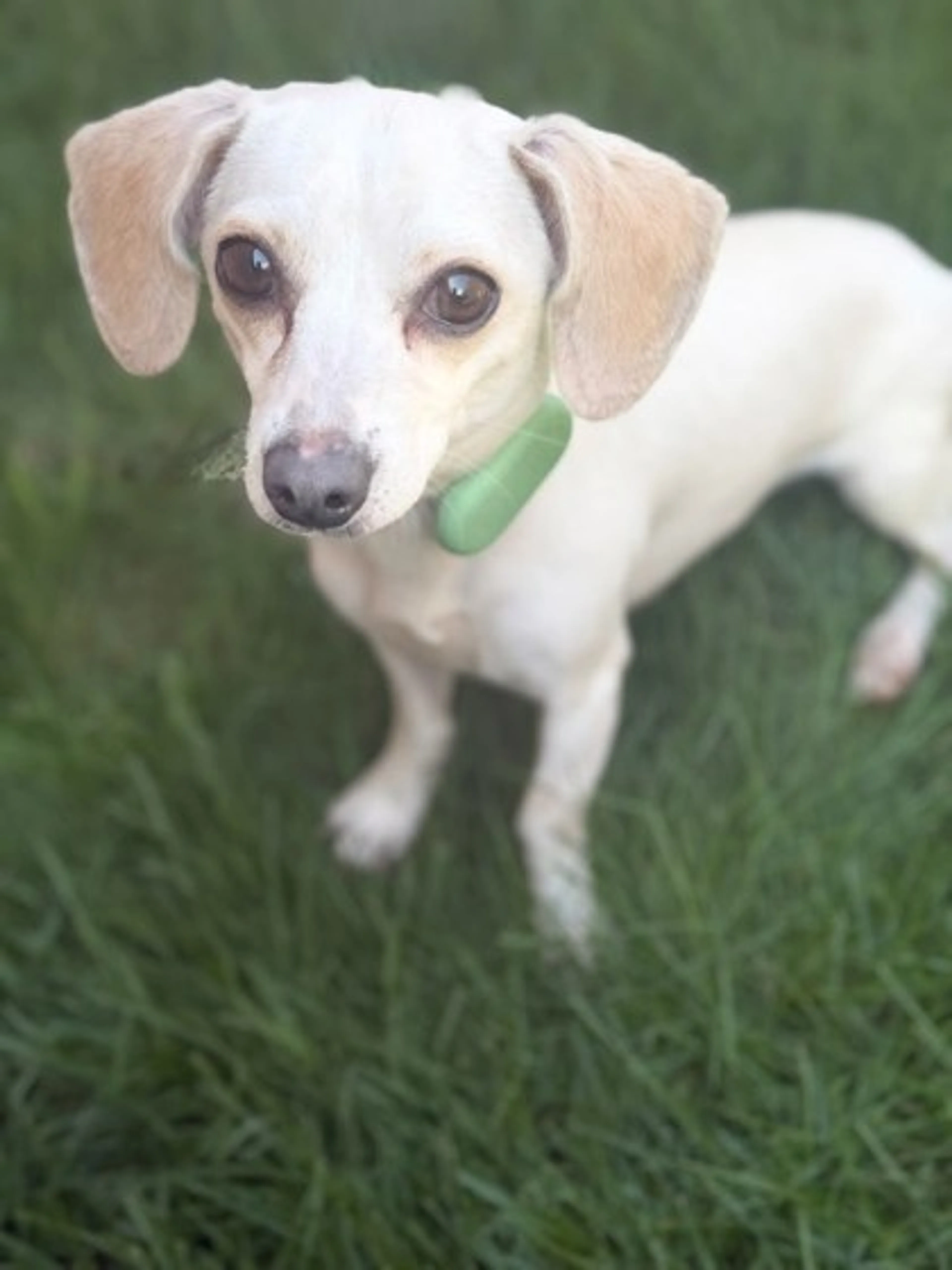 Found pet-1