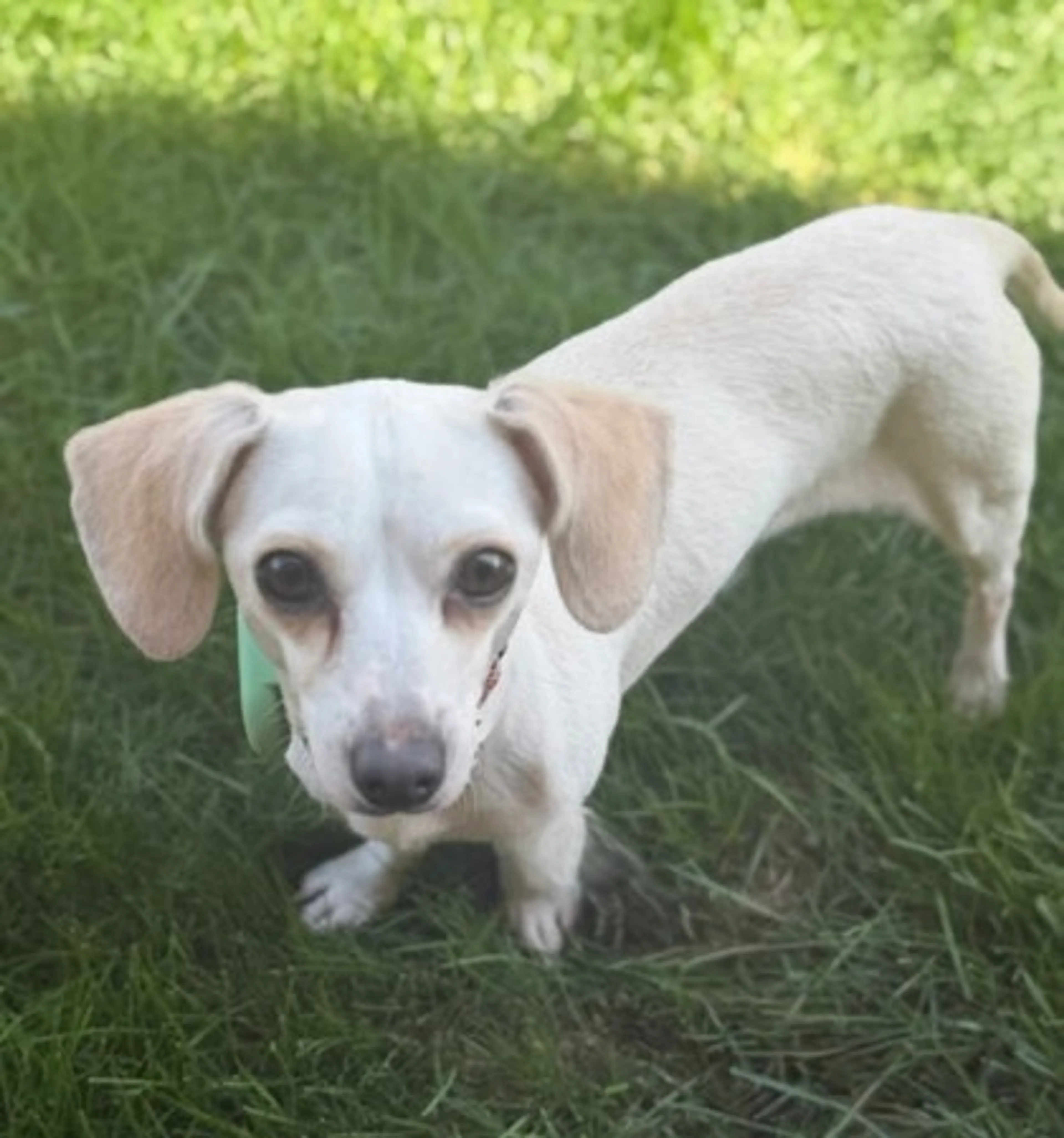 Found pet-2